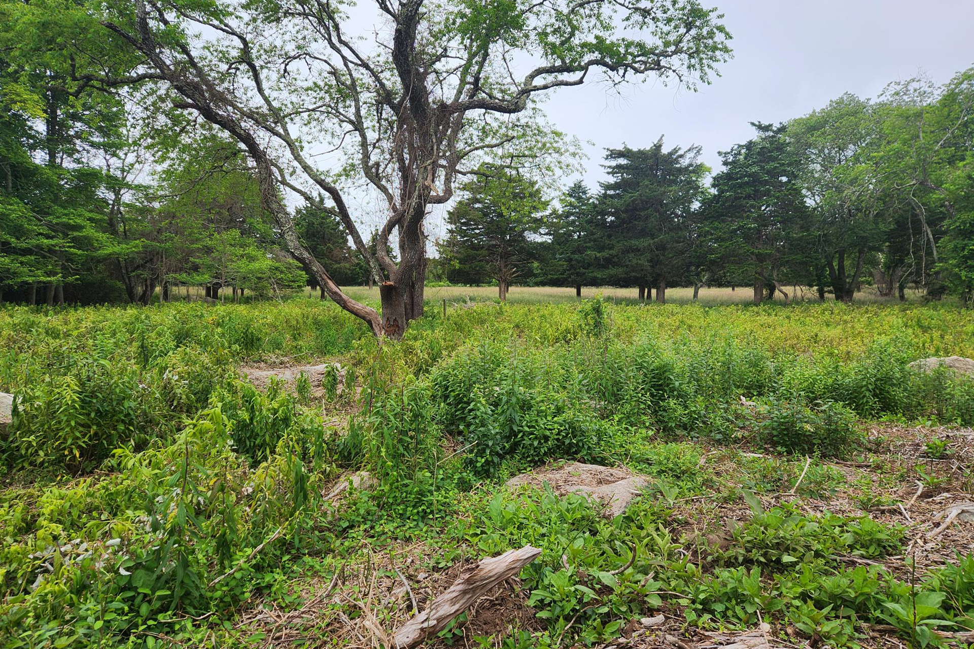 Restored upland with emerging native grasses and flowers