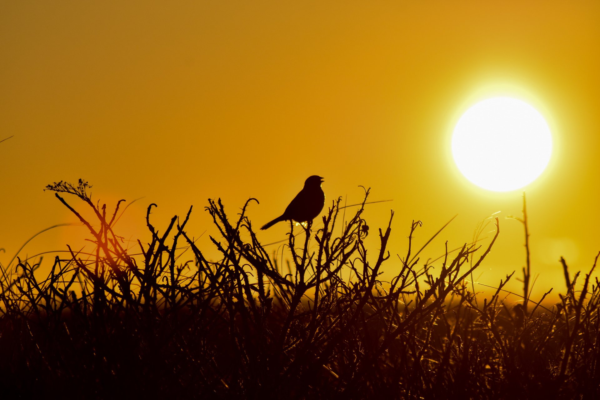 silhouetted bird and grasses in front of setting sun
