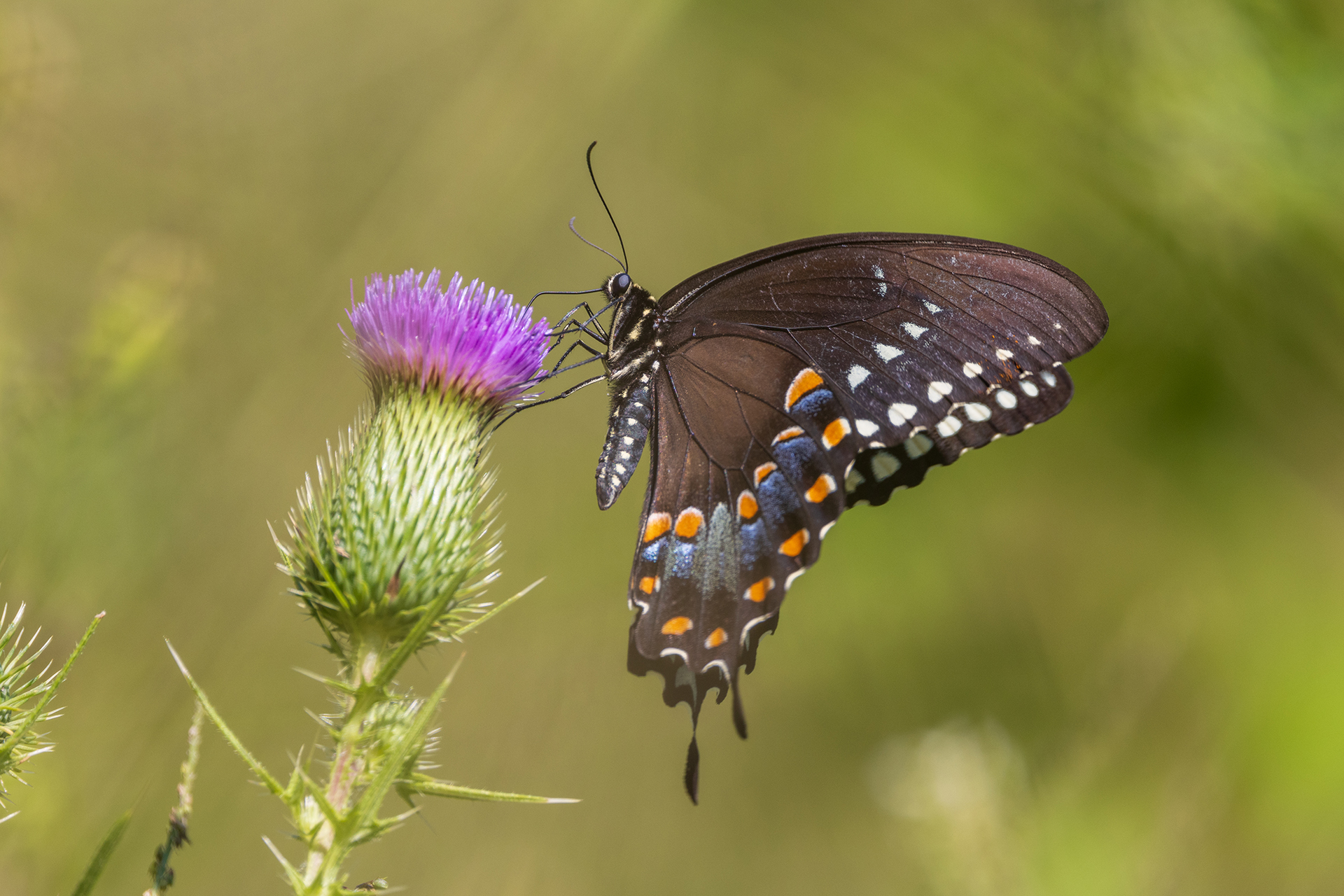 black butterfly with orange and white spots on wing perched on a green and purple plant