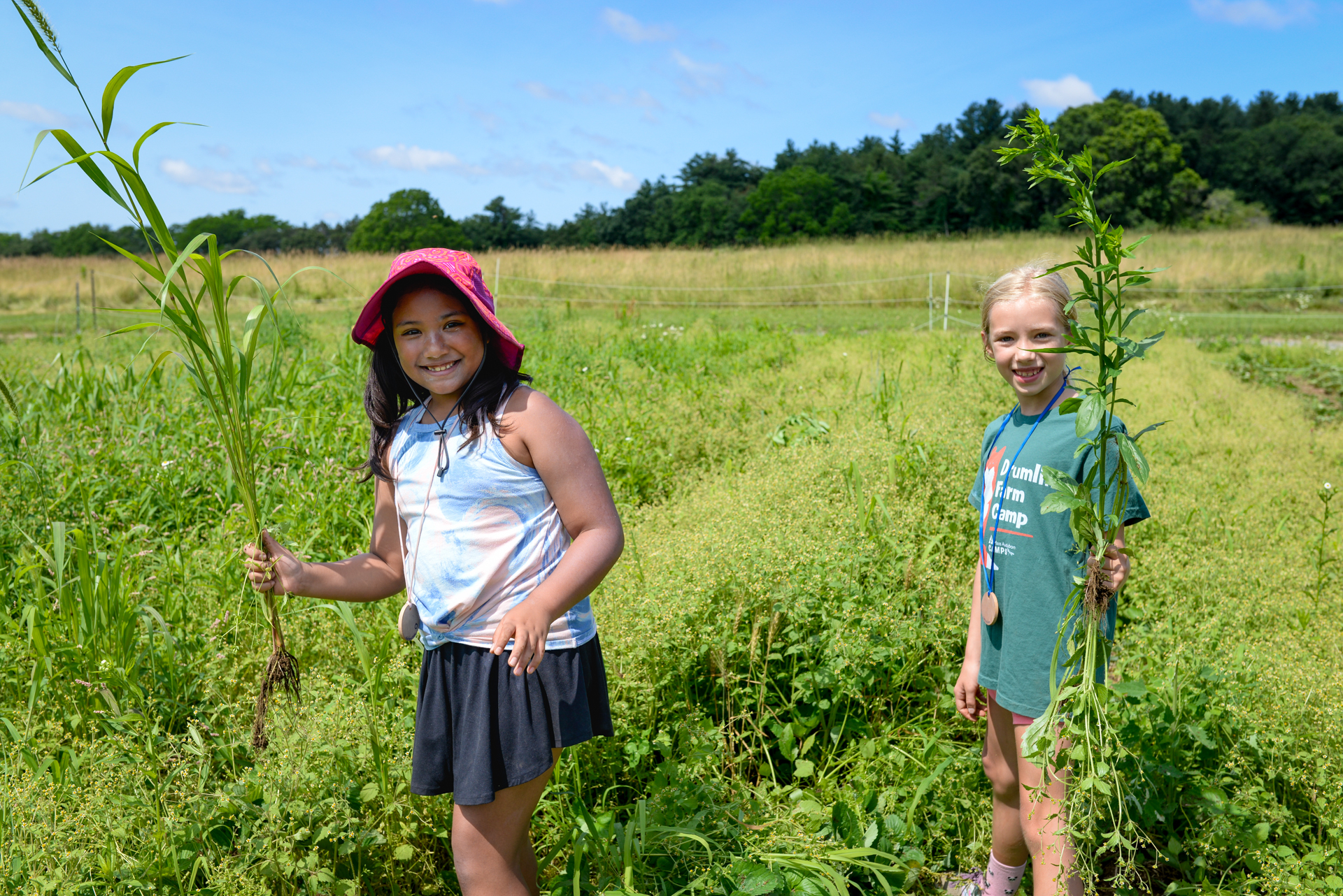 Campers in the Naturalists age group (age 8) pulling weeds in a field during an all-camp Weed-out