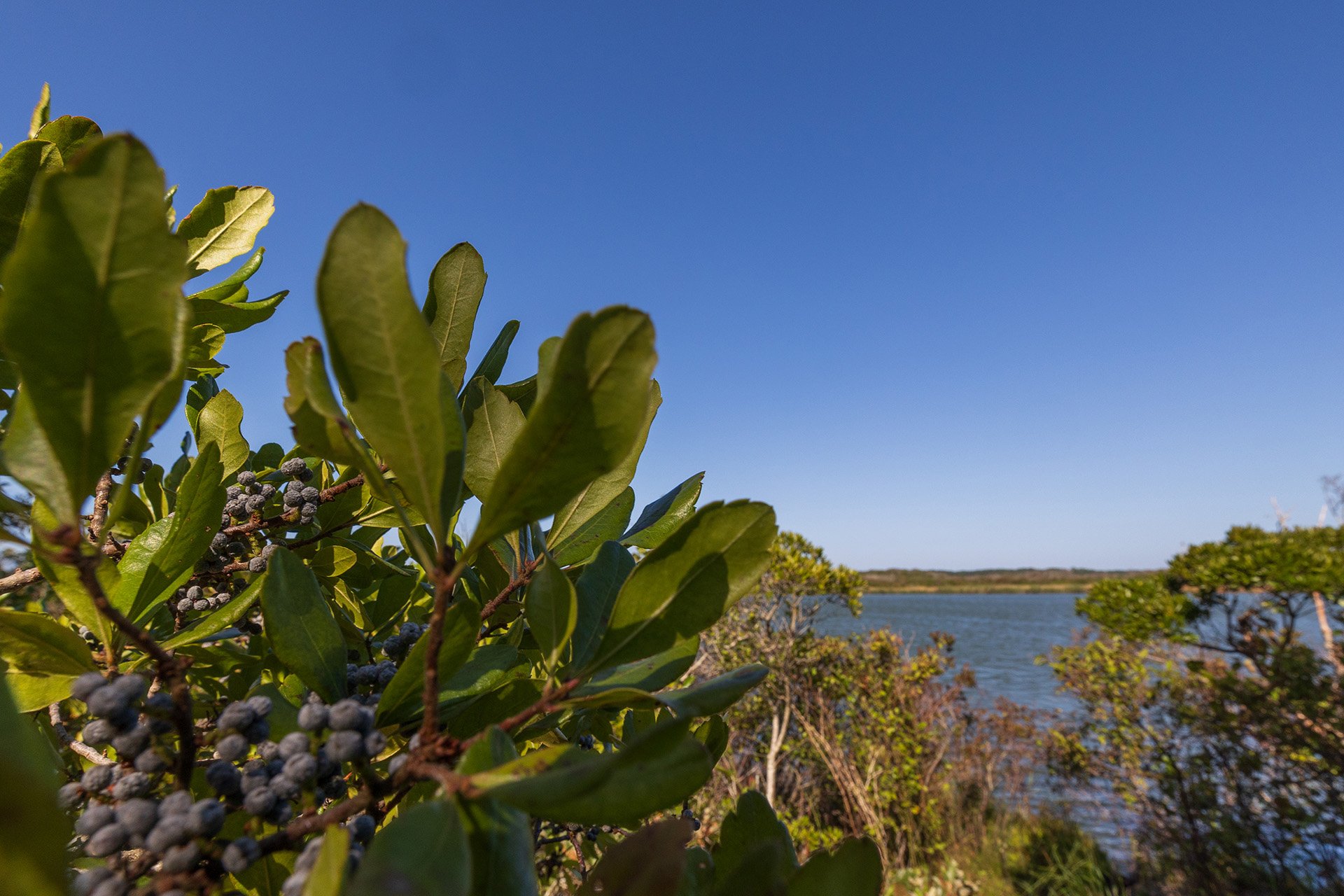 Shrub with Berries and water in the background