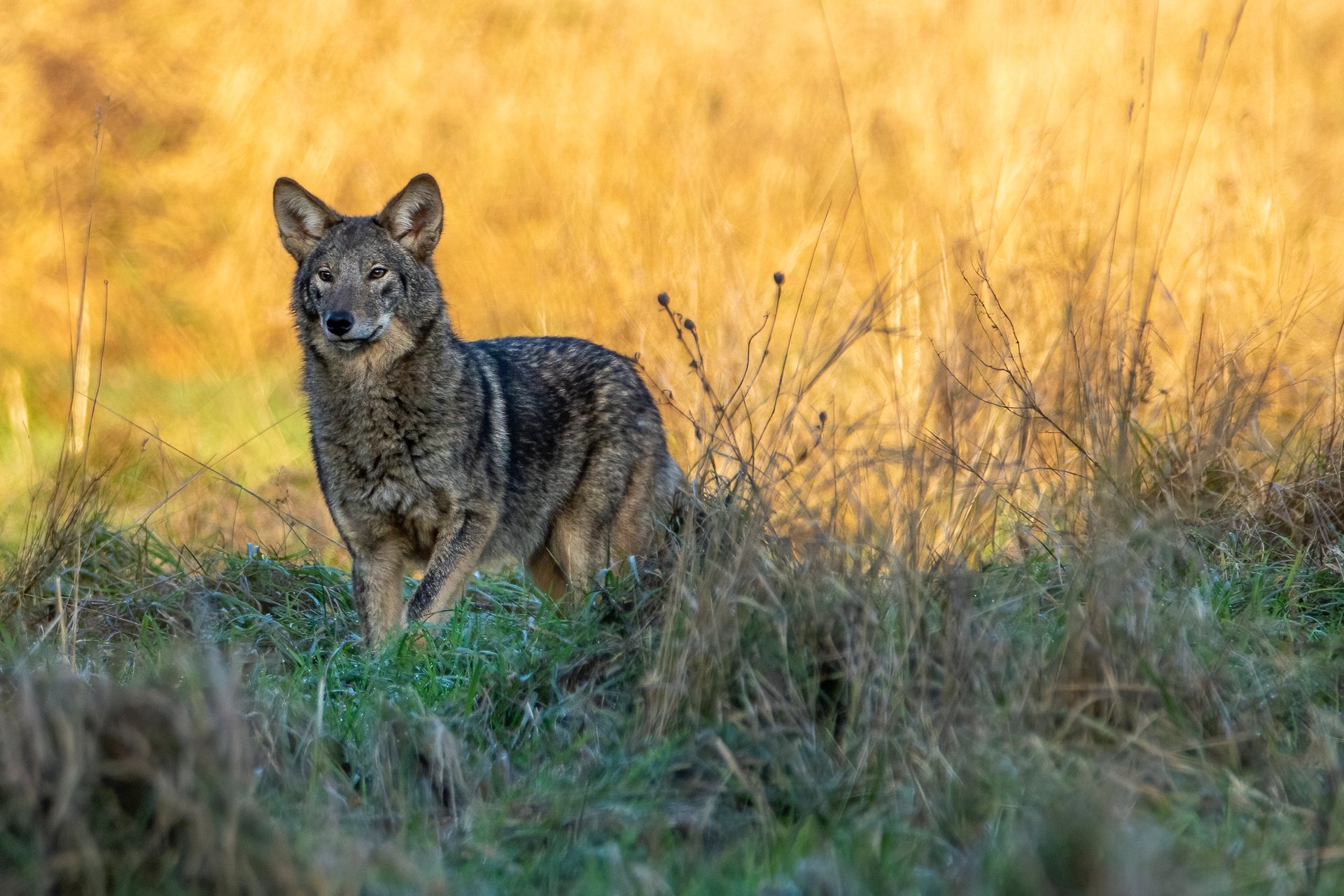 A coyote standing in tall brown and green grass.
