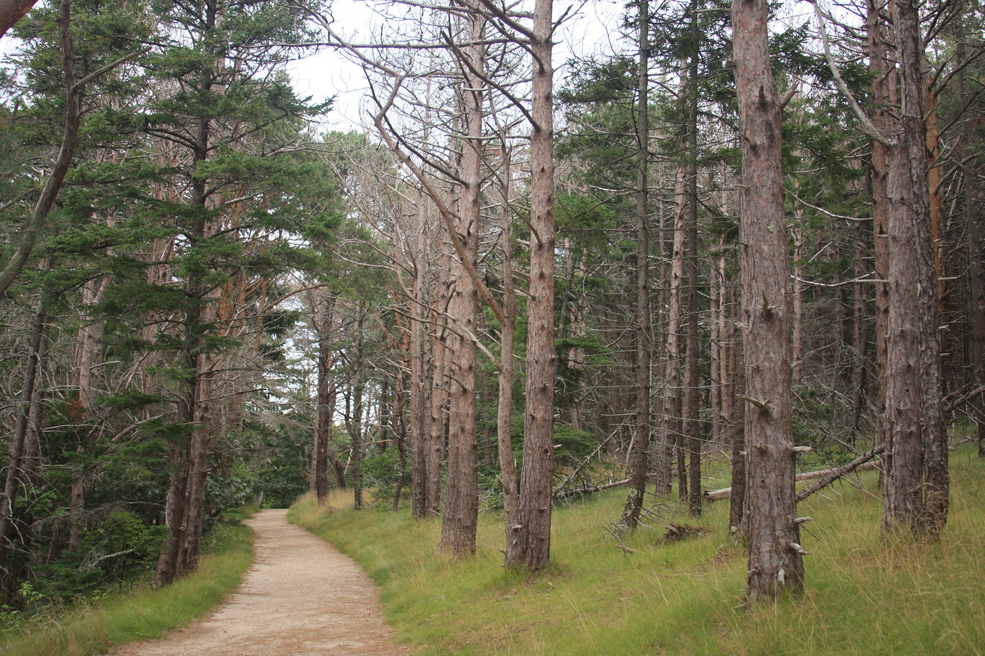 trail through forest at Wellfleet Bay