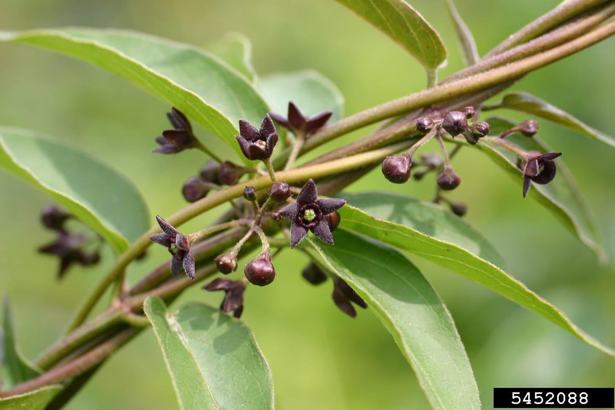 black swallow-wort vine with purple flowers