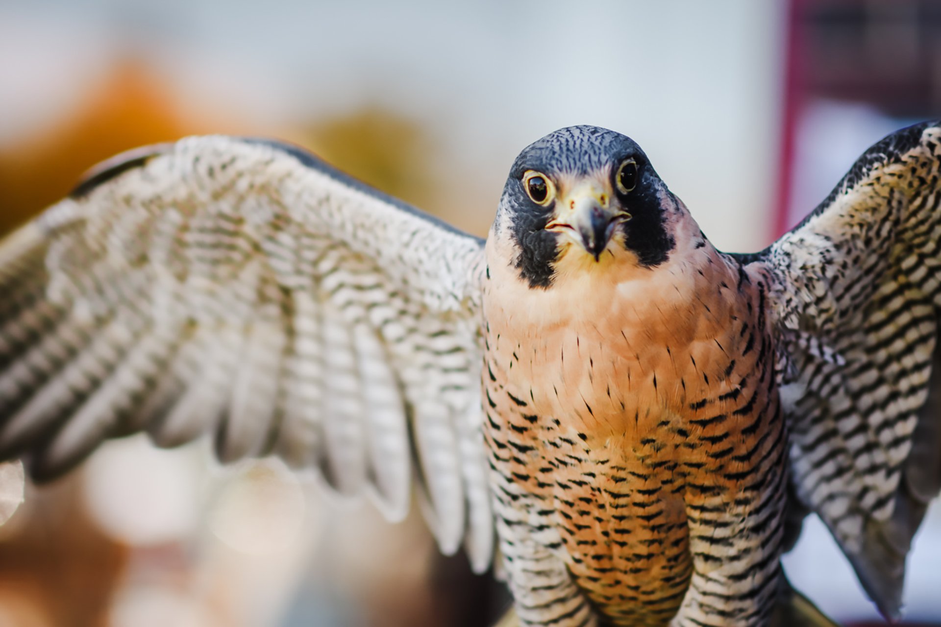 falcon looking at the camera with its wings spread