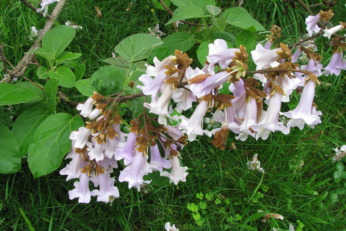 Princess-tree flowers