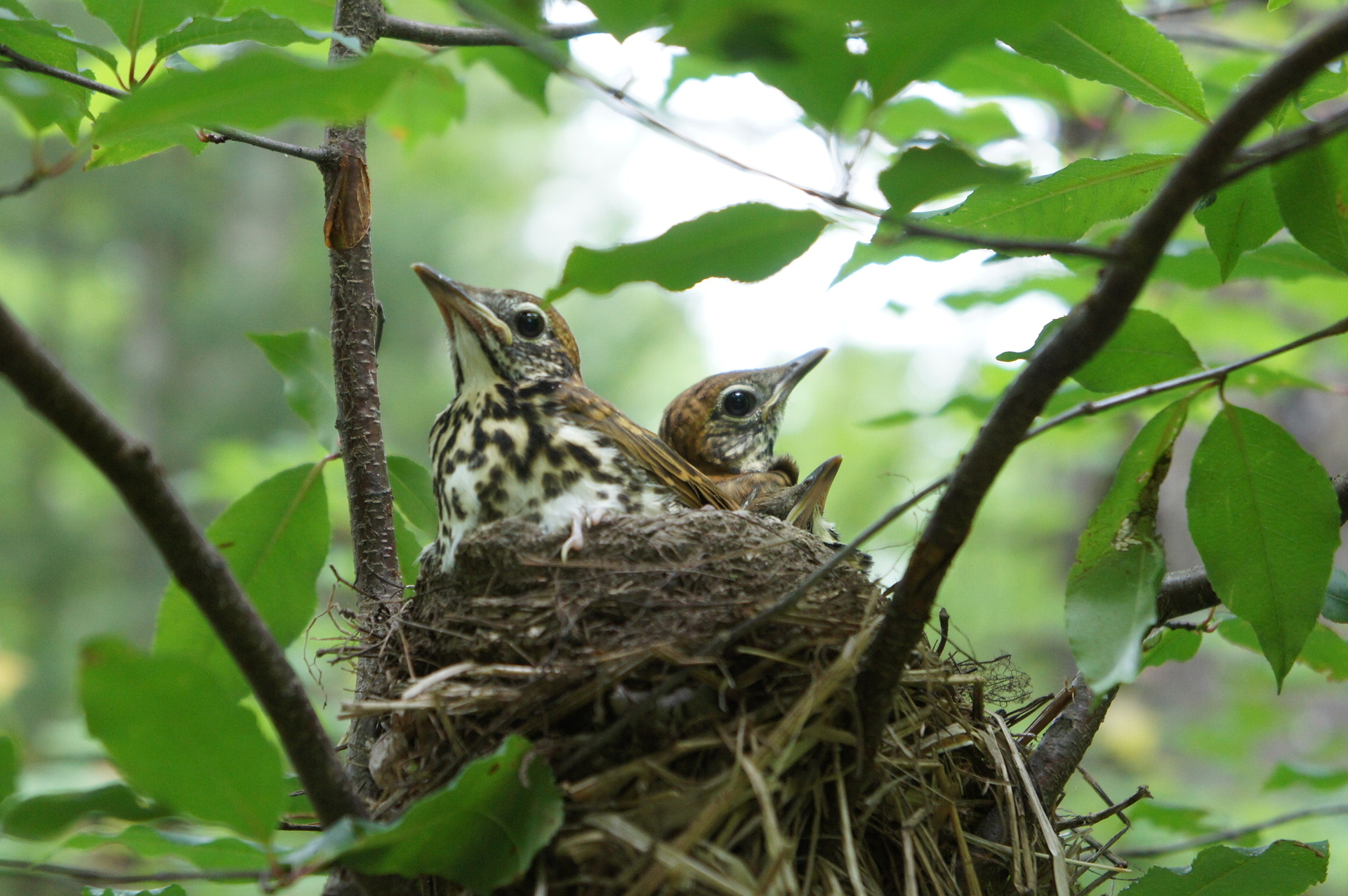 Wood Thrush in Nest