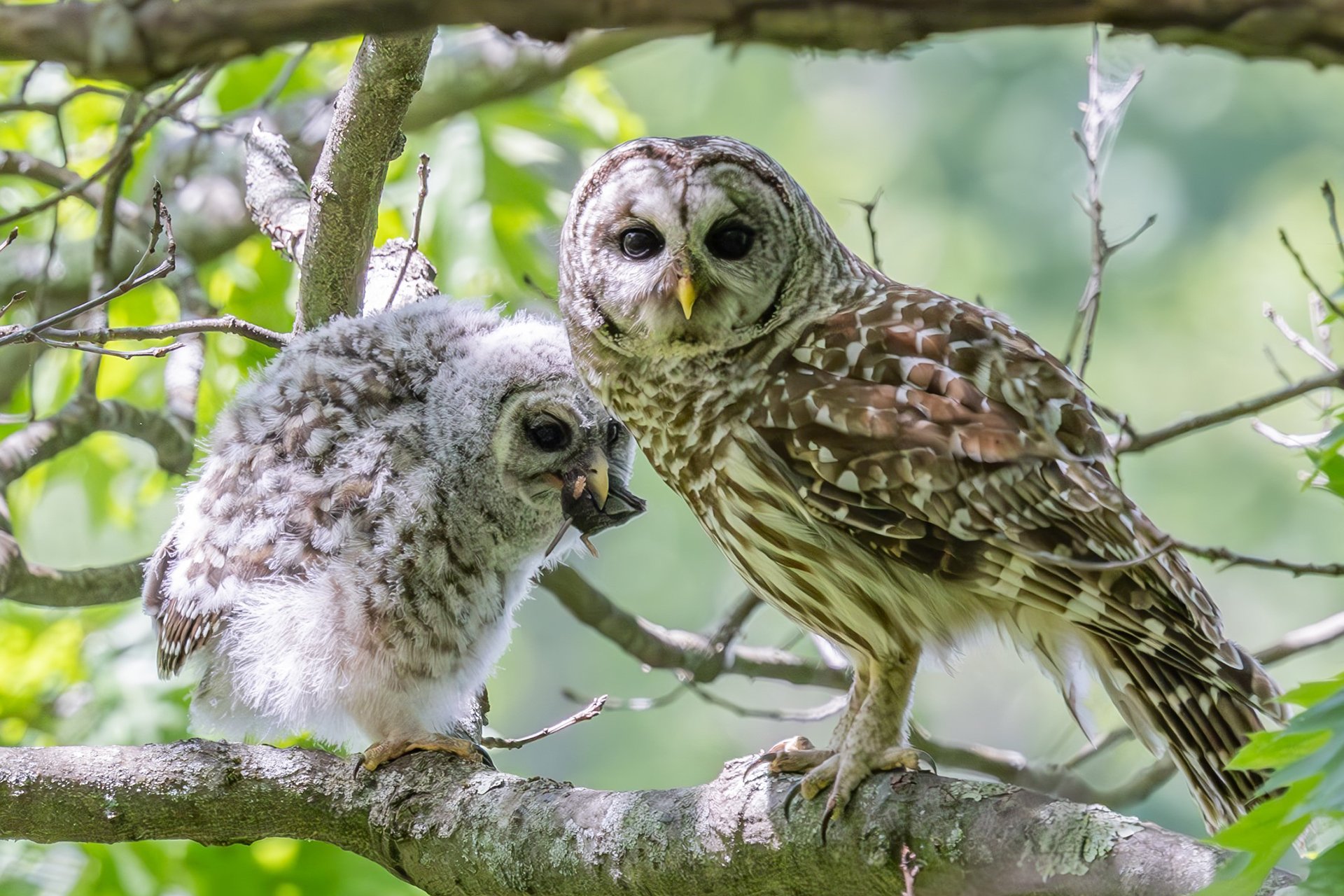 Two Barred Owls in a tree, one with a rodent in its mouth