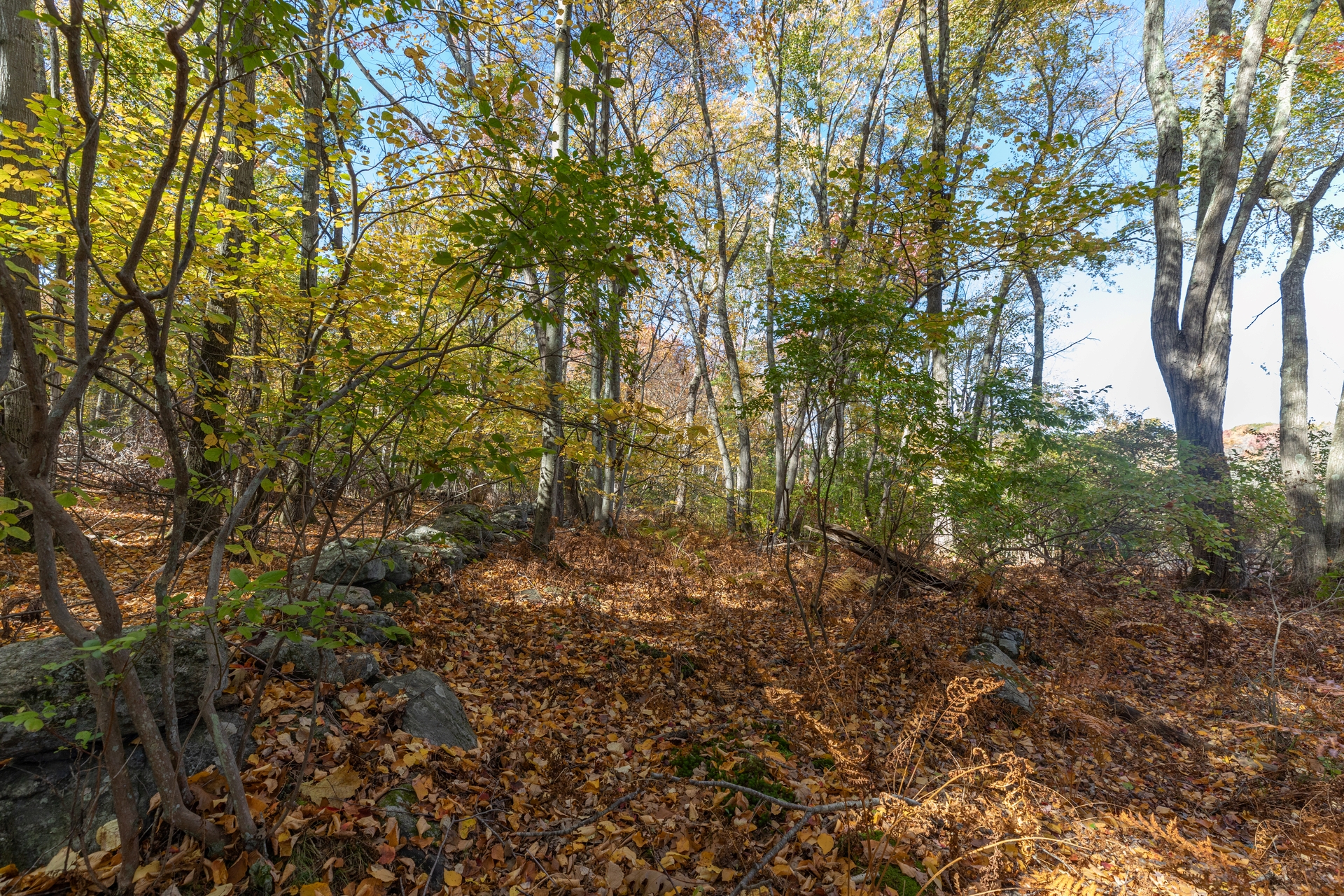 Forest covered in foliage with stone wall