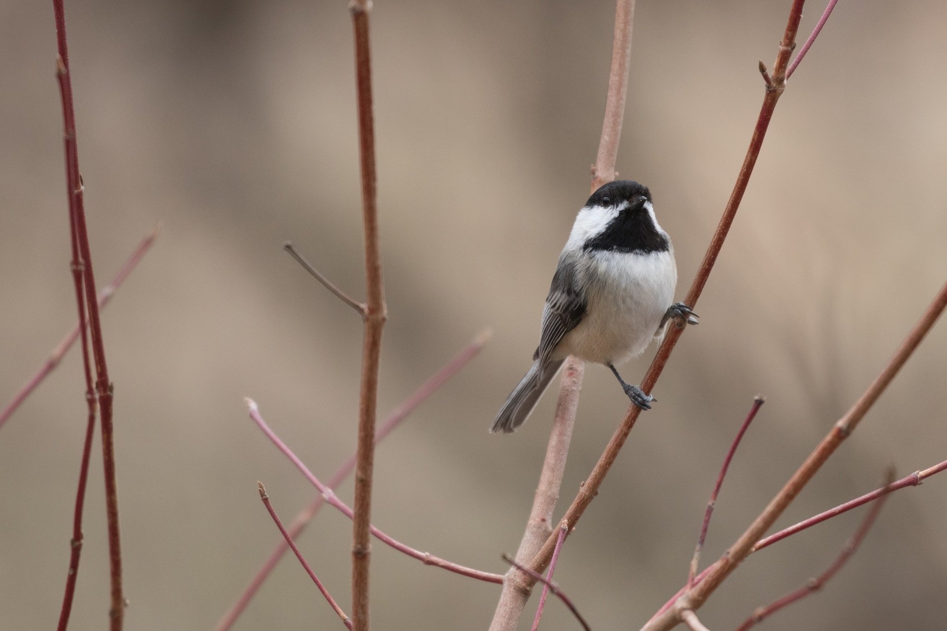 A Black-capped Chickadee perches on a bare branch.