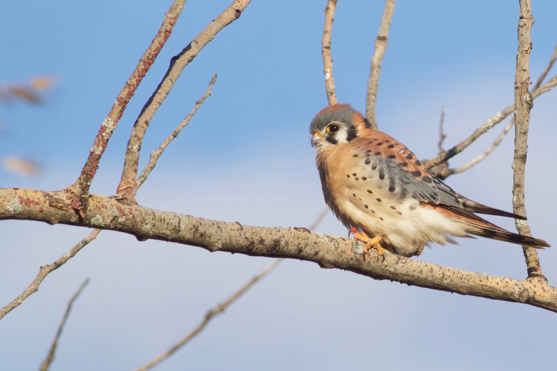 An American Kestrel sits on a branch.