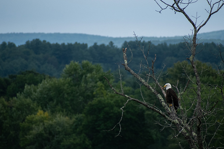 Bald Eagle perched on a tree copyright Johnny Parker-Yourga