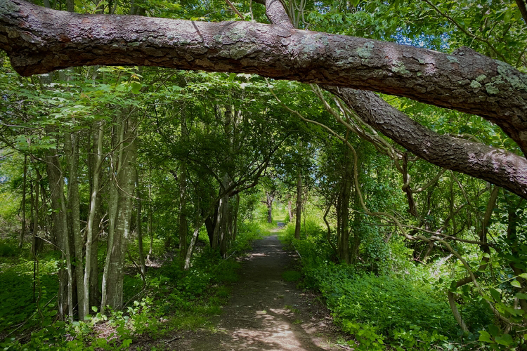 A branch frames the top of the photo with a dirt path in the woods.