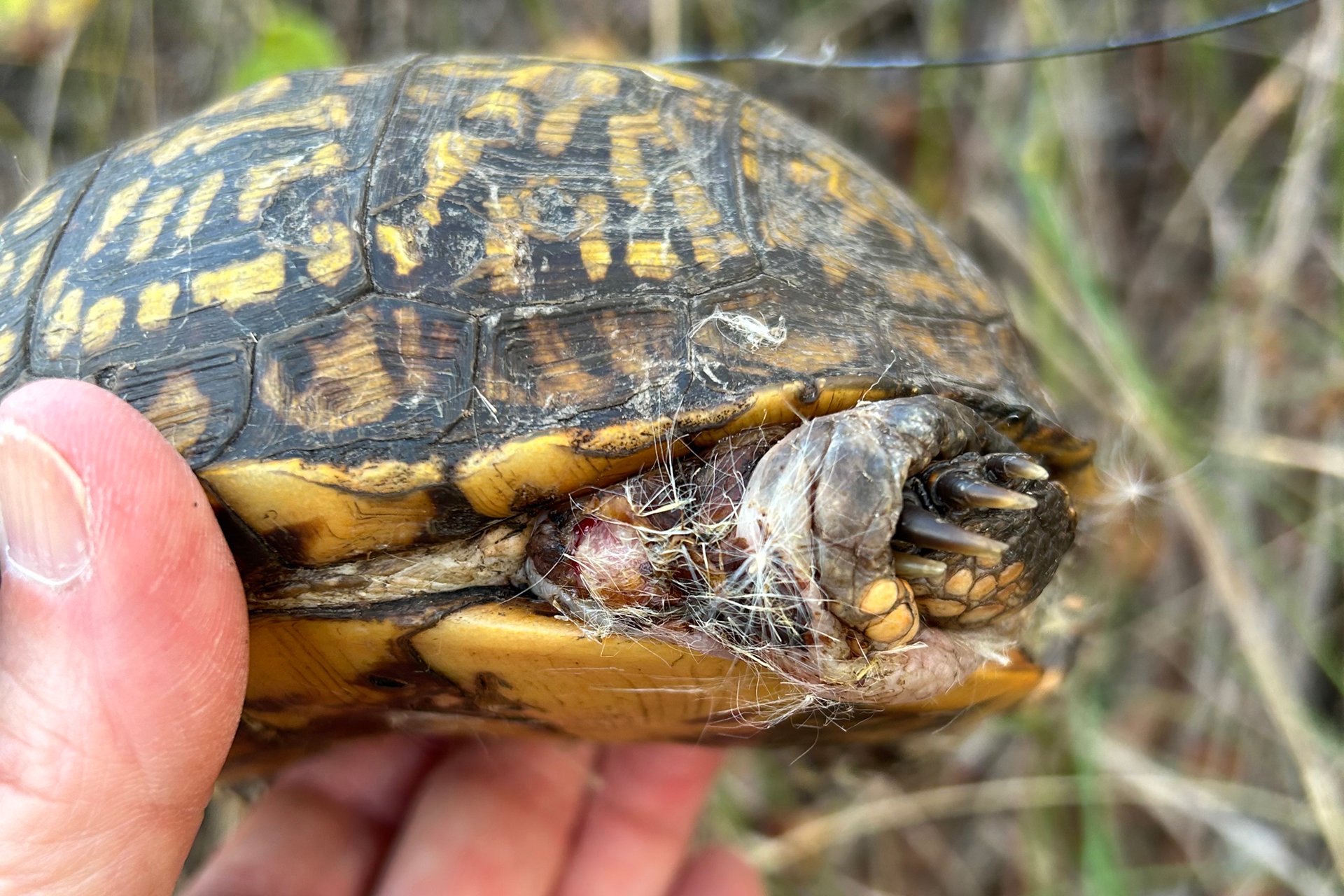 Box Turtle 63, unable to retract into her shell