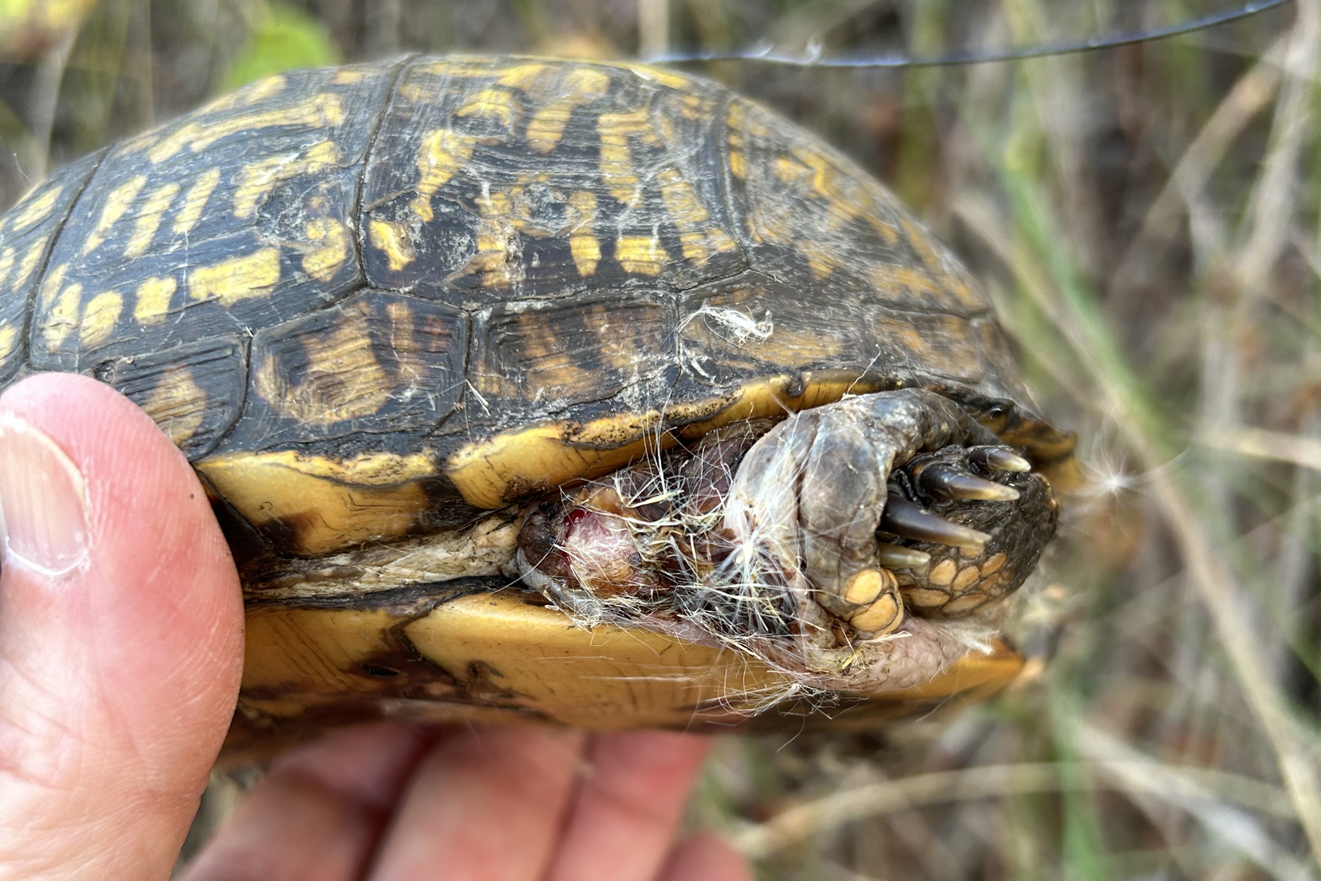 Box Turtle 63, unable to retract into her shell