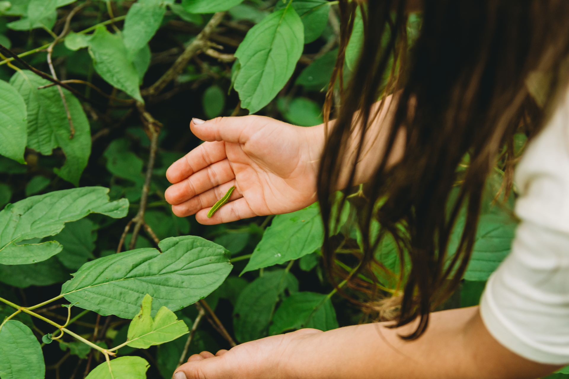 a camper hand holding a green bug near leaves
