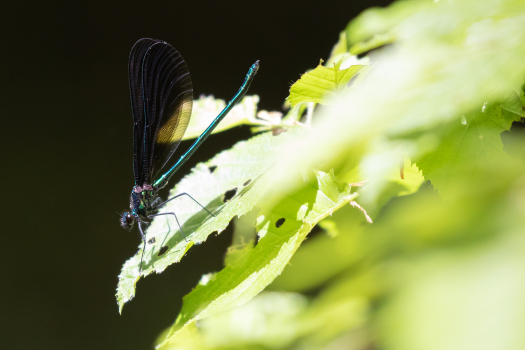 Dragonfly resting on a bright green leaf