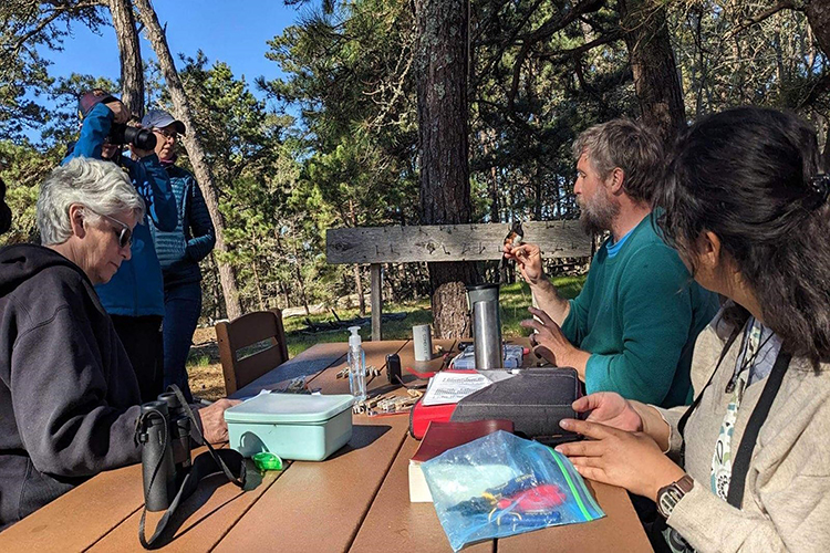 Bird banding volunteers observing a perched bird