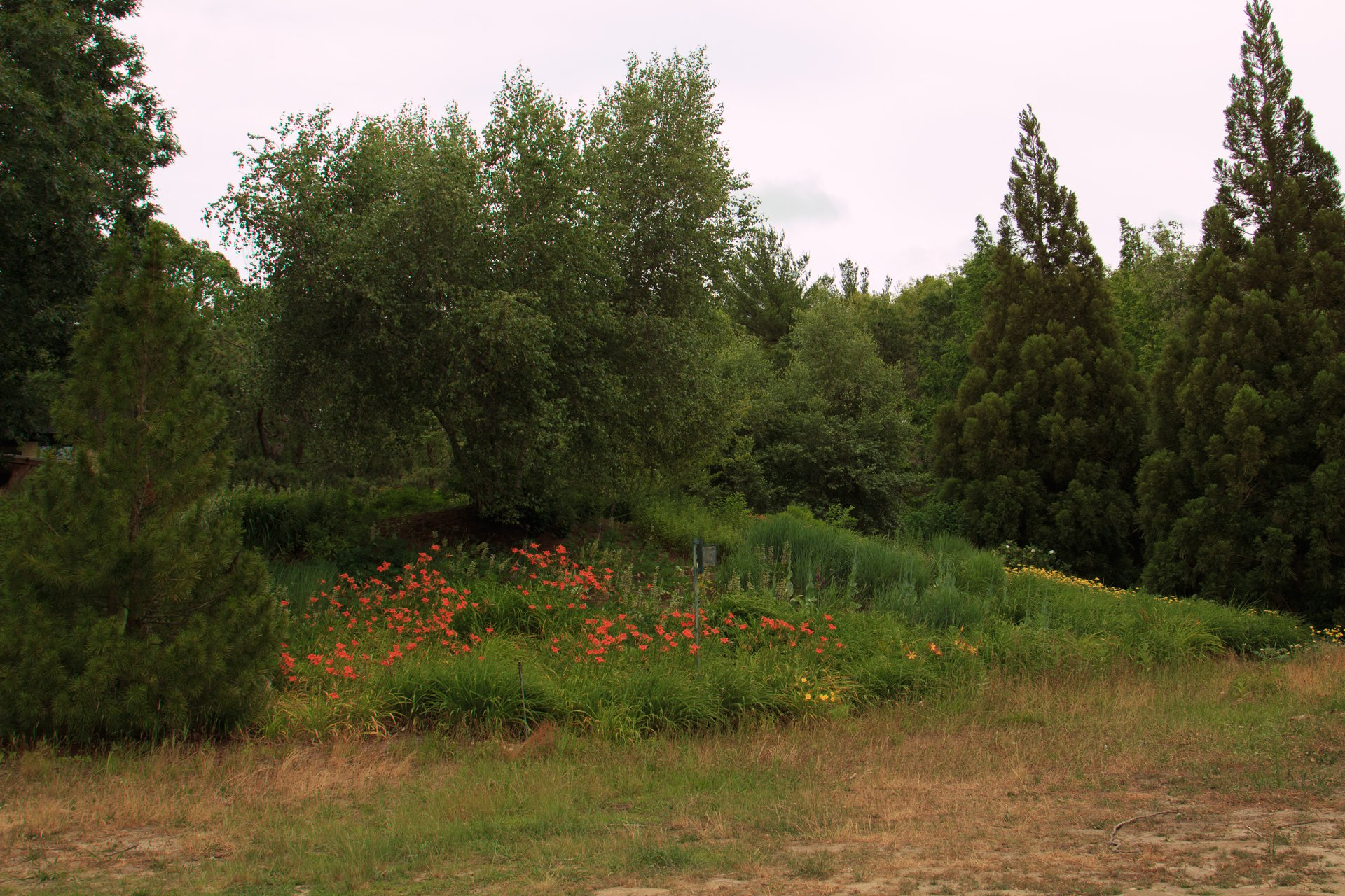 Pink flowers in uncut grass of a small hill. Trees surround the hill.