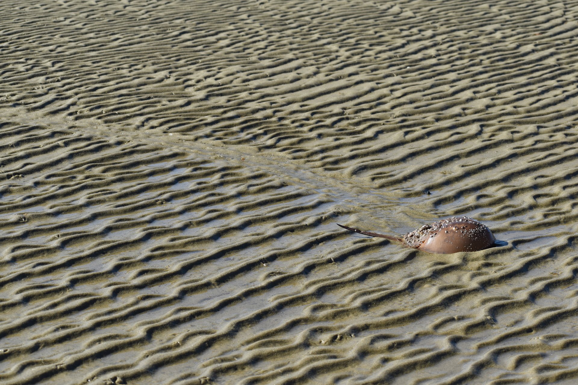 Horseshoe crab leaving a trail on wet sand