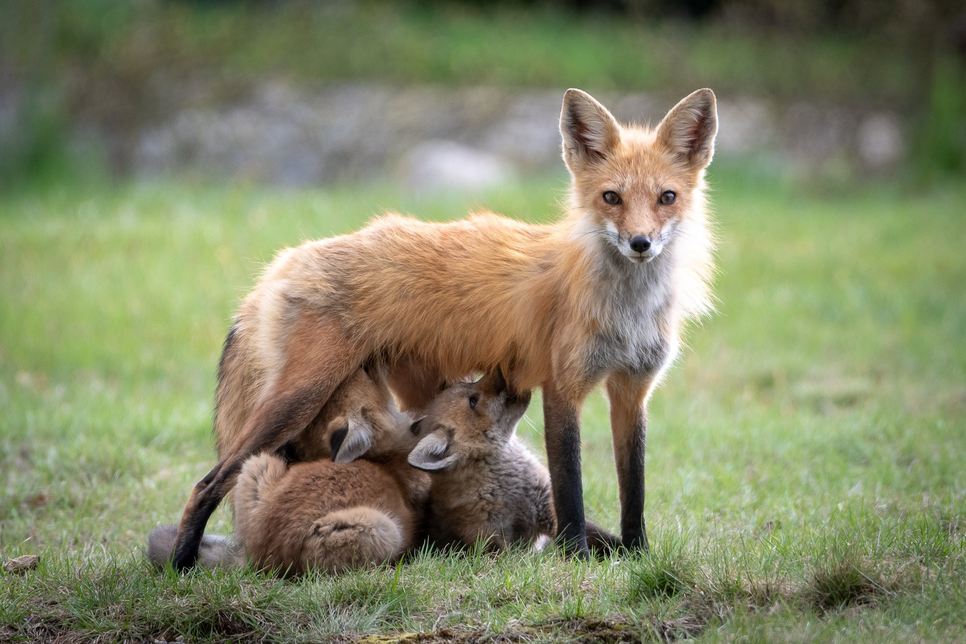 A mother fox standing with three kits feeding below her.