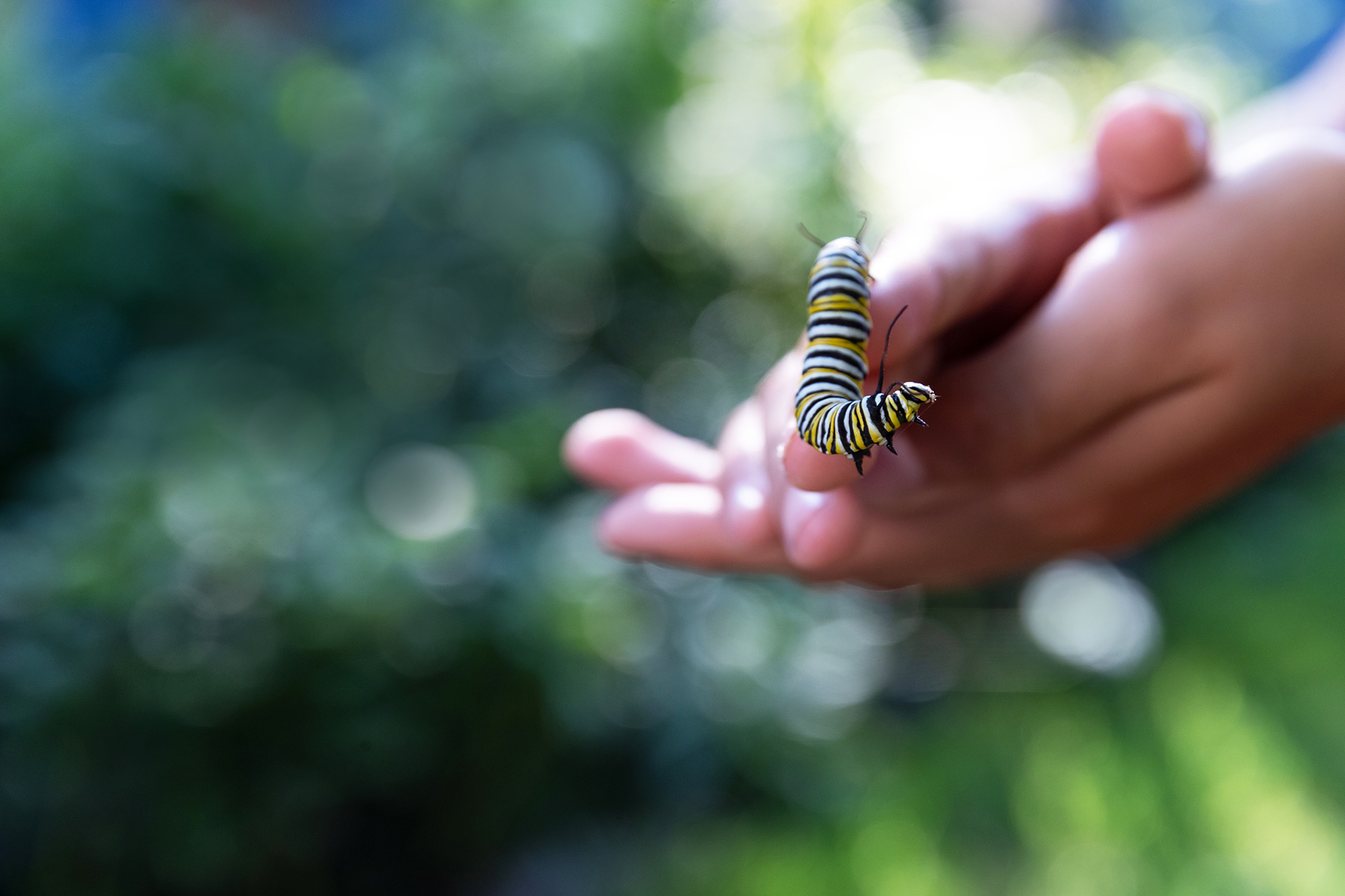 Close up of a caterpillar crawling over a person's clasped hands