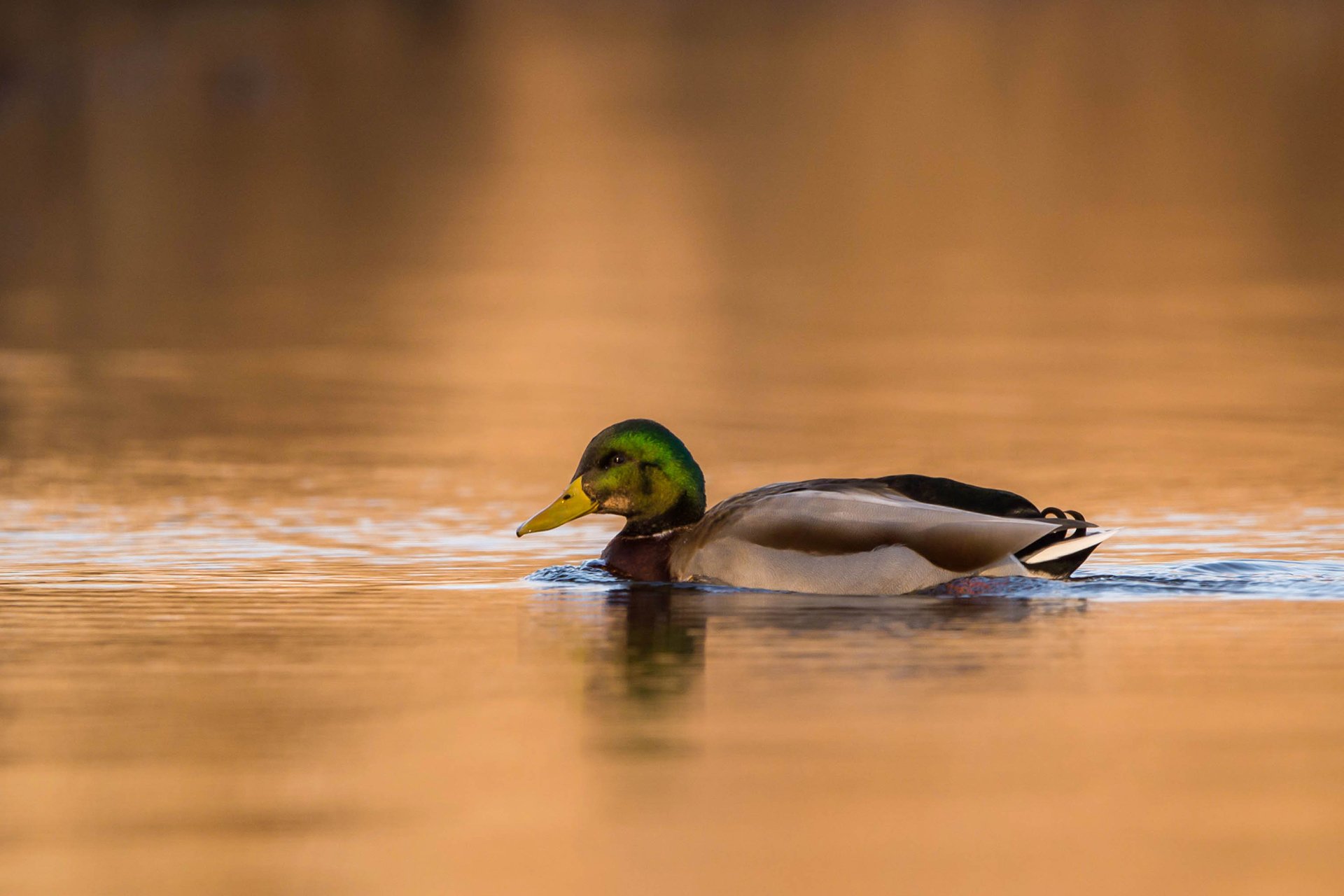 Mallard swimming