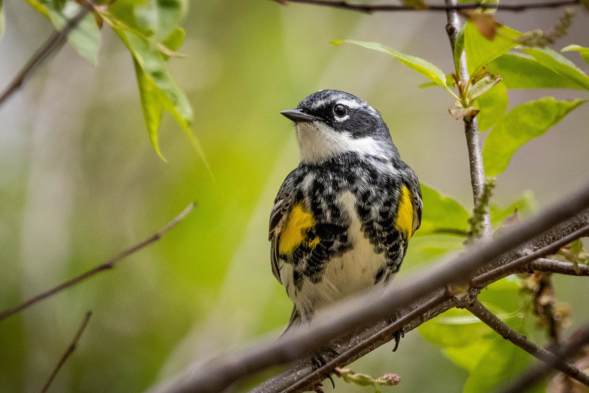 Yellow-rumped Warbler on a stick, looking off into the distance.