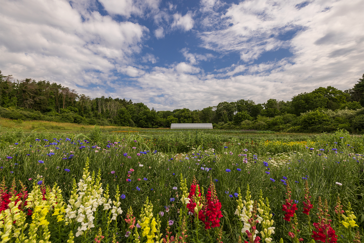 A field of yellow, white, red, and blue flowers, with a building and forest off in the distance.