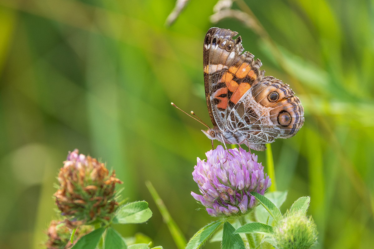 orange and brown butterfly on a purple flower
