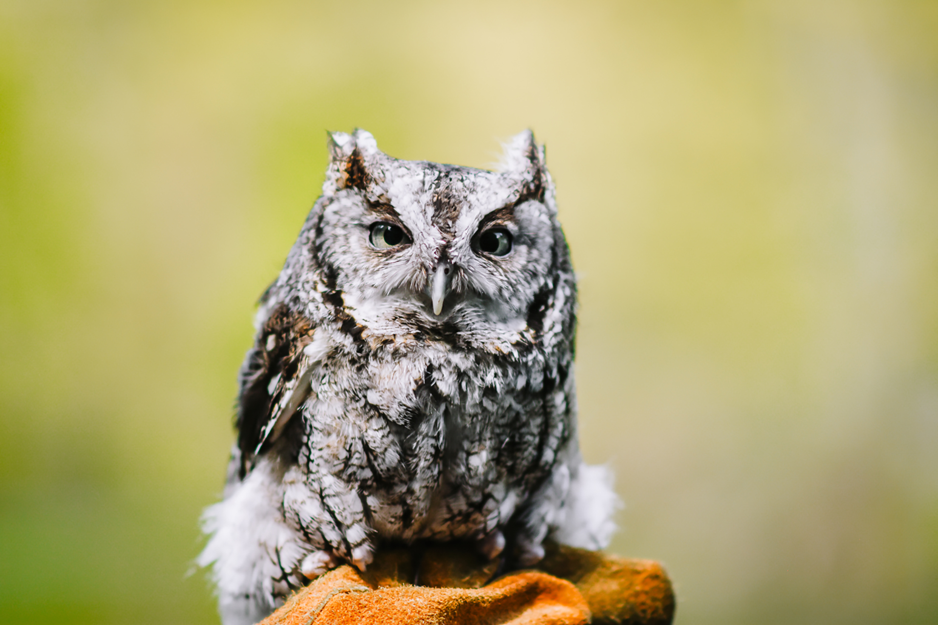 Screech owl perched on an educator's glove