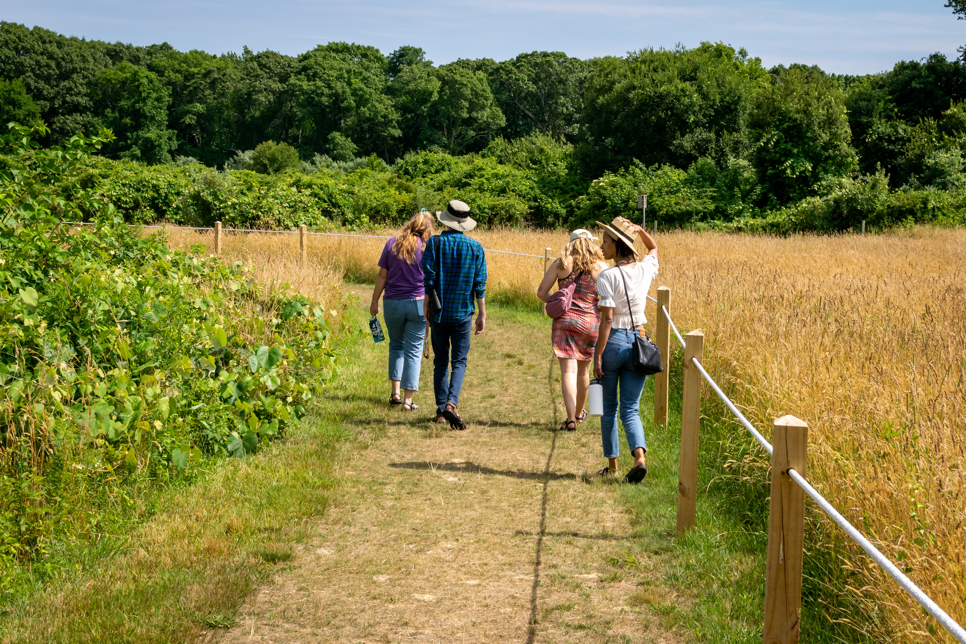 Four people walking along a roped path, with tall green shrubs to their left and a golden meadow to their right.