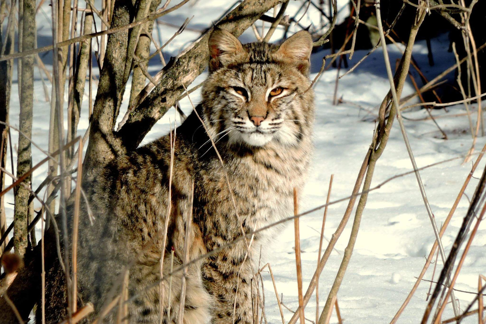 Bobcat sitting in a thin patch of woods staring at the camera. Snow is on the ground.