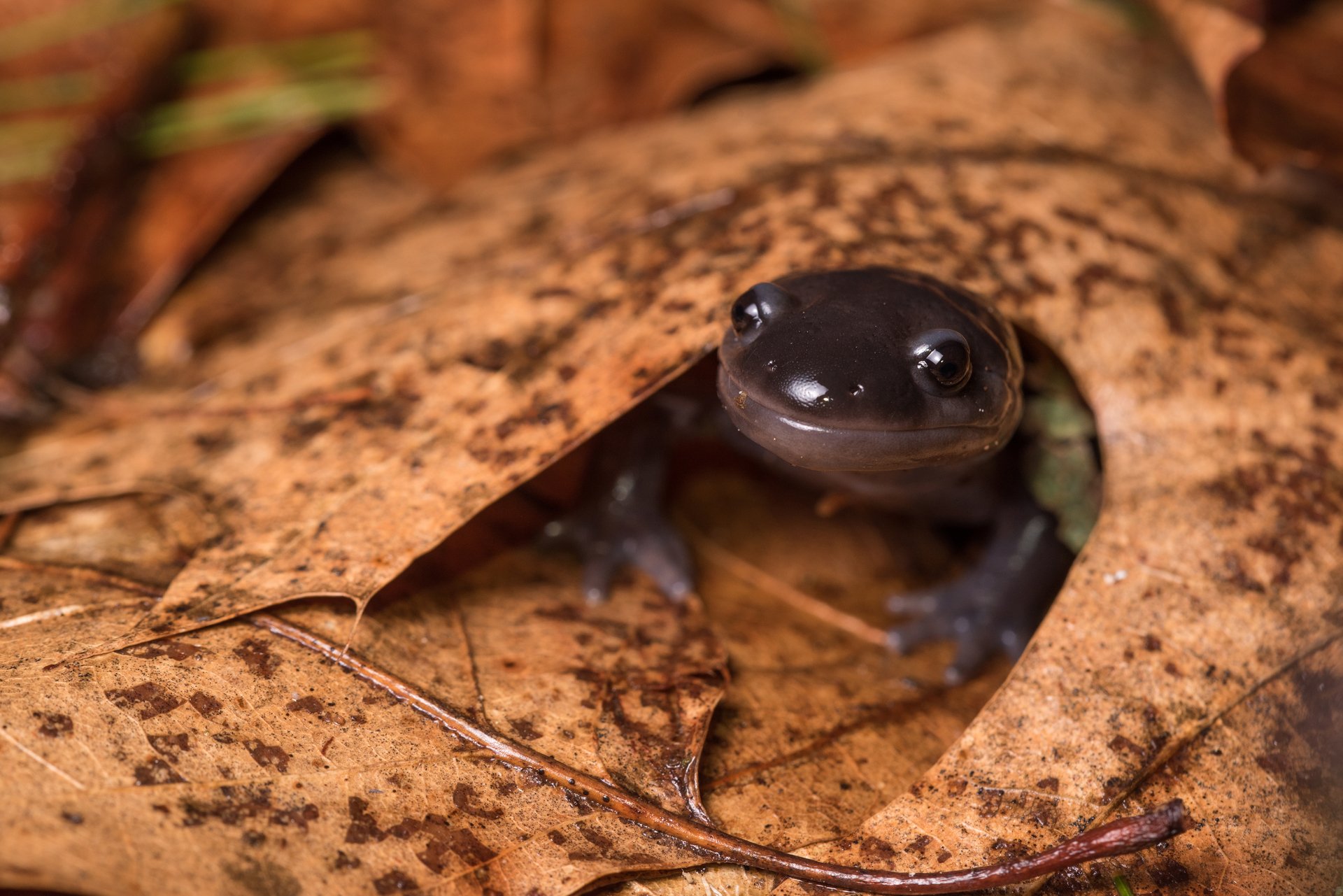 salamander peaking out from under leaf