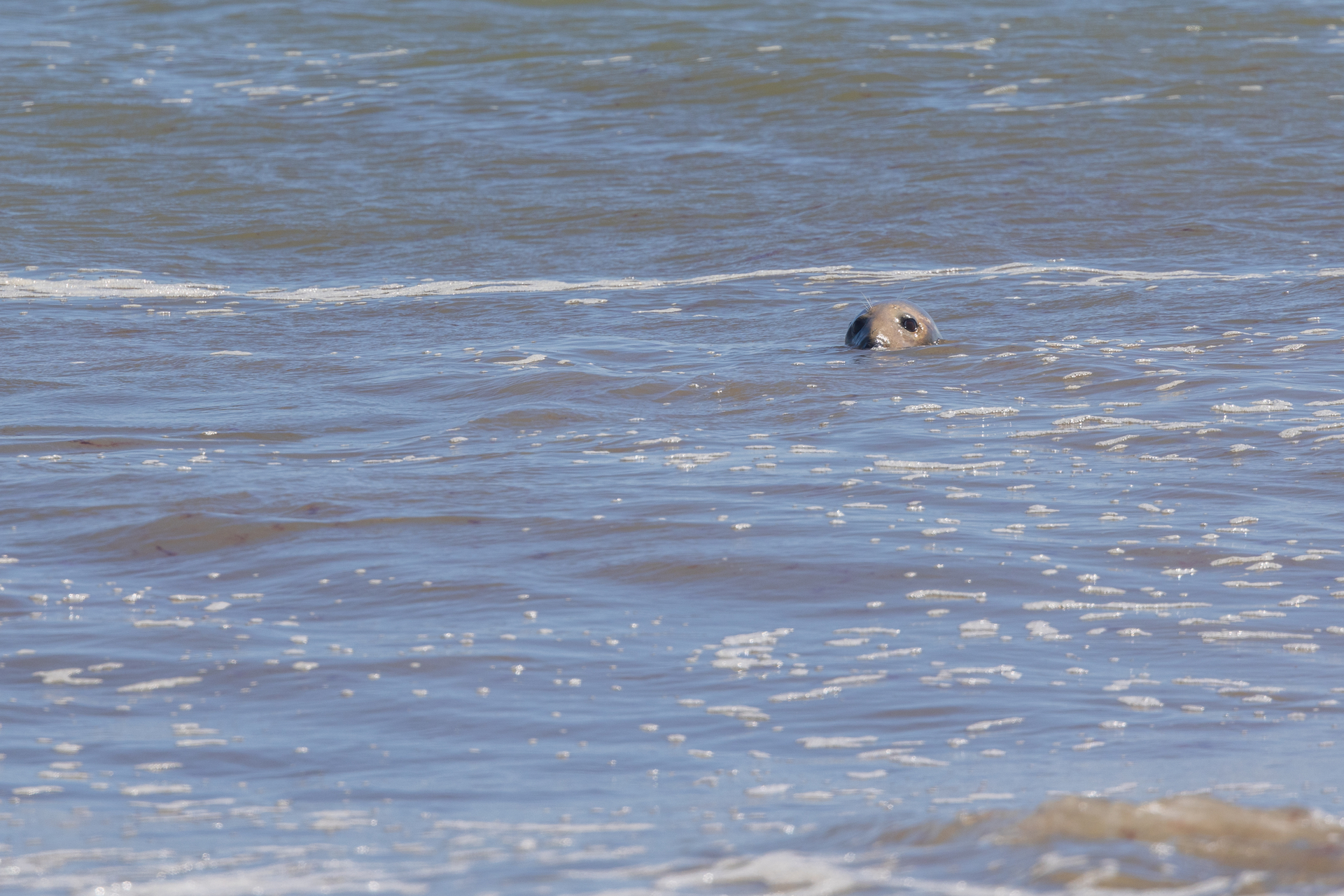 Seal peaking it's head from the water