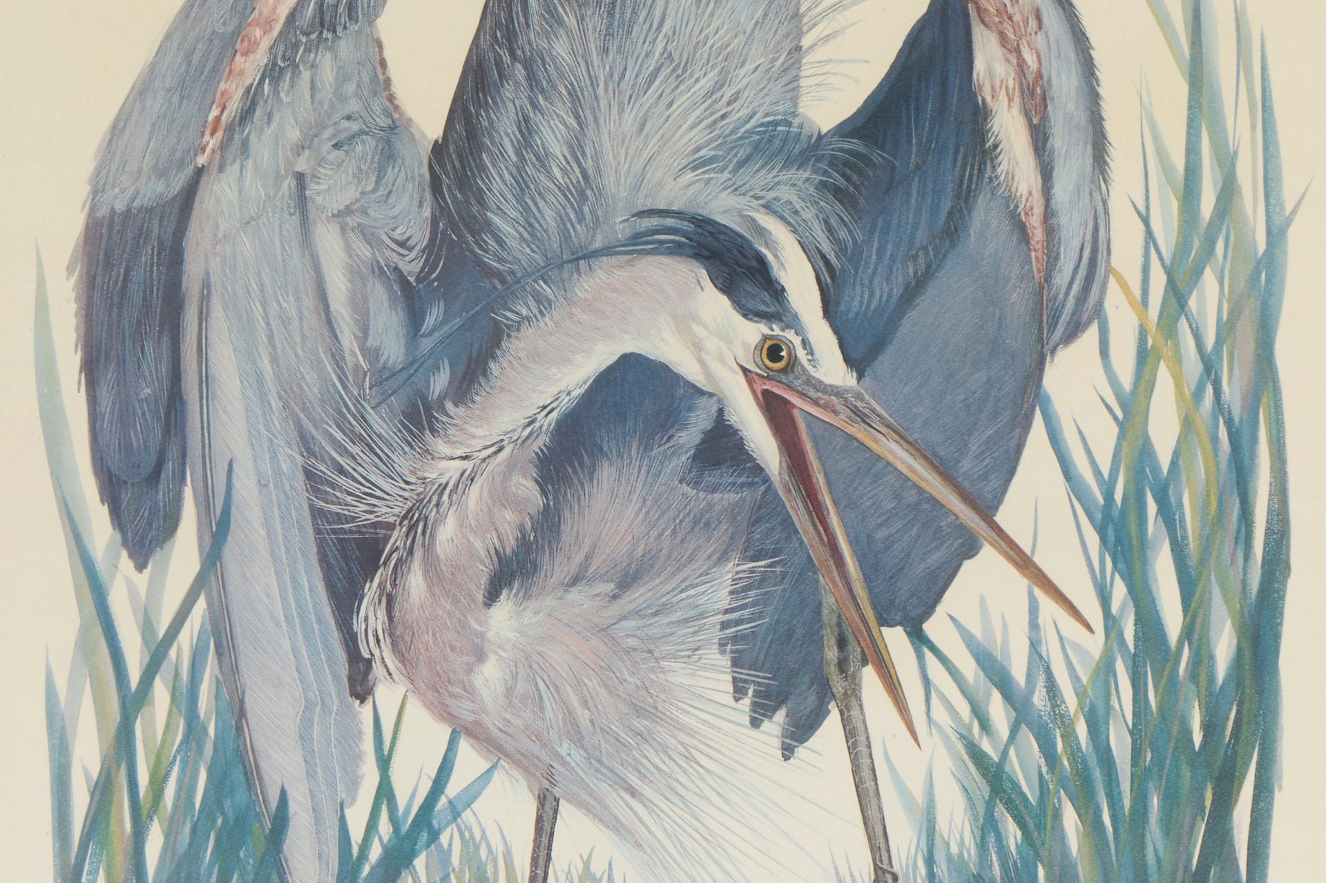 Great Blue Heron Art