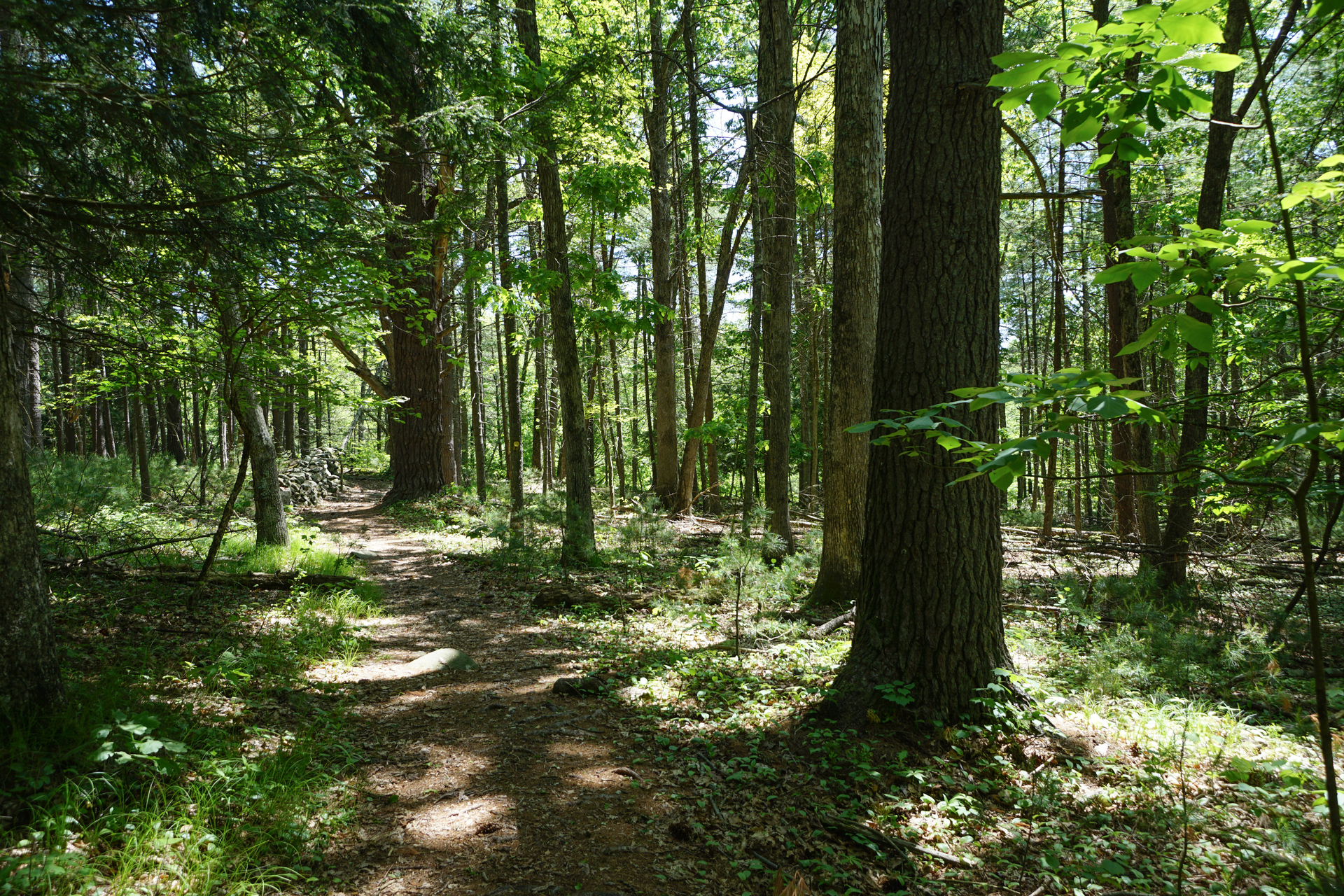 Shaded trail through a lush green forest