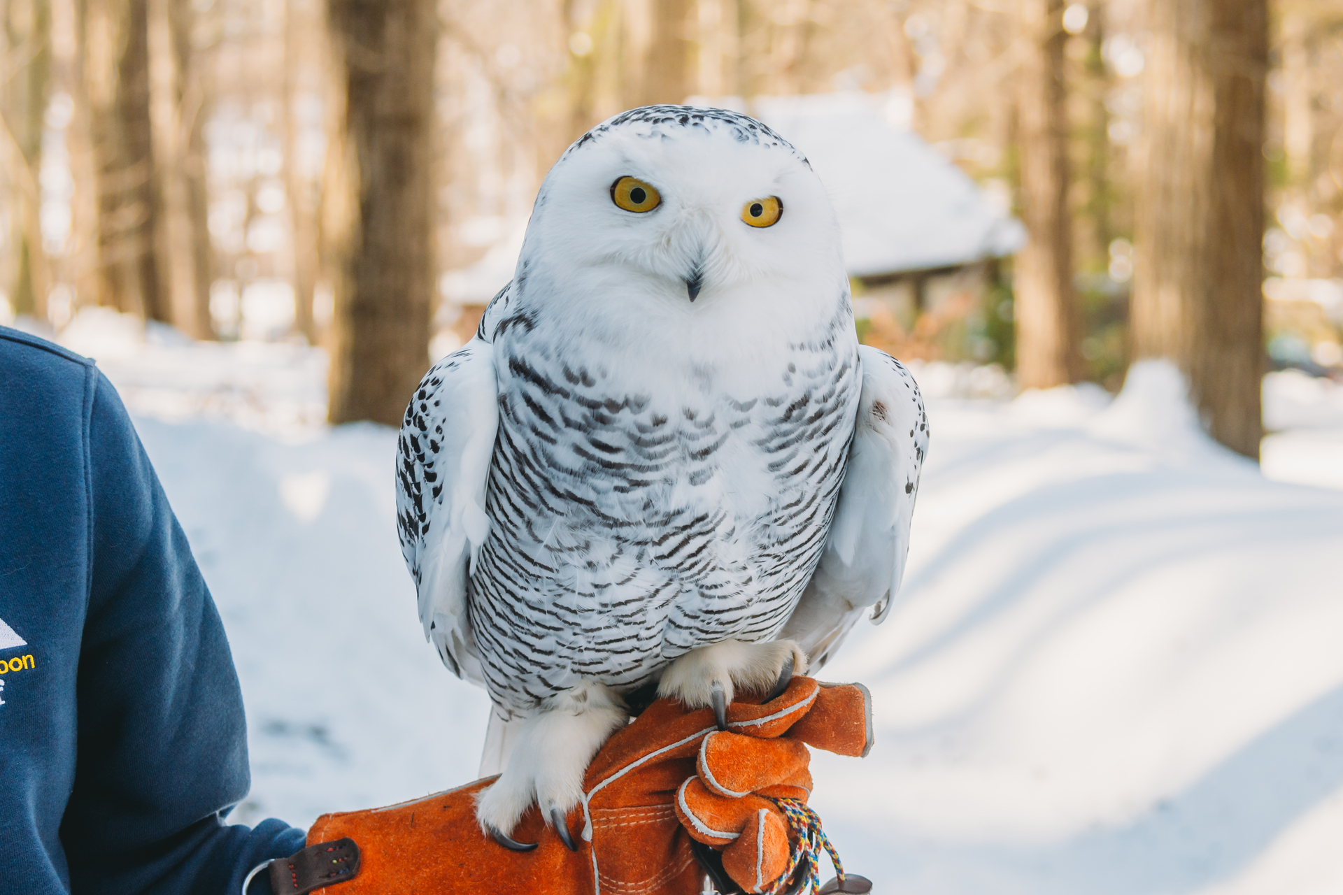 snowy owl perched on staff's hand