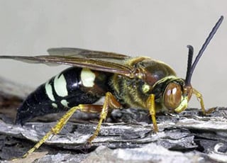 Cicada killer © Gerald J. Lenhard, Louisiana State University, Bugwood.org
