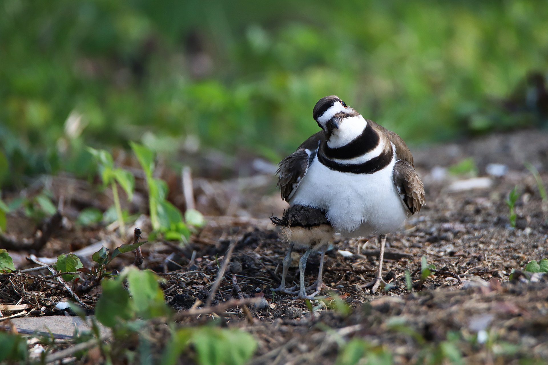 A Killdeer chick nestled under its mother