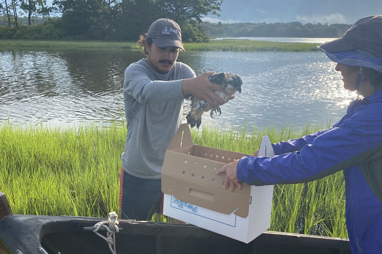 Preparing an osprey for travel