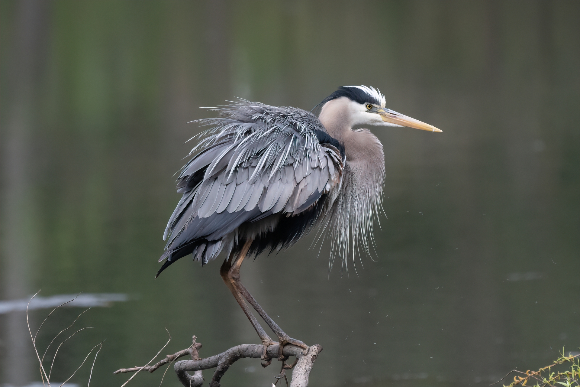 Side view of a Great Blye Heron copyright Amy Erb