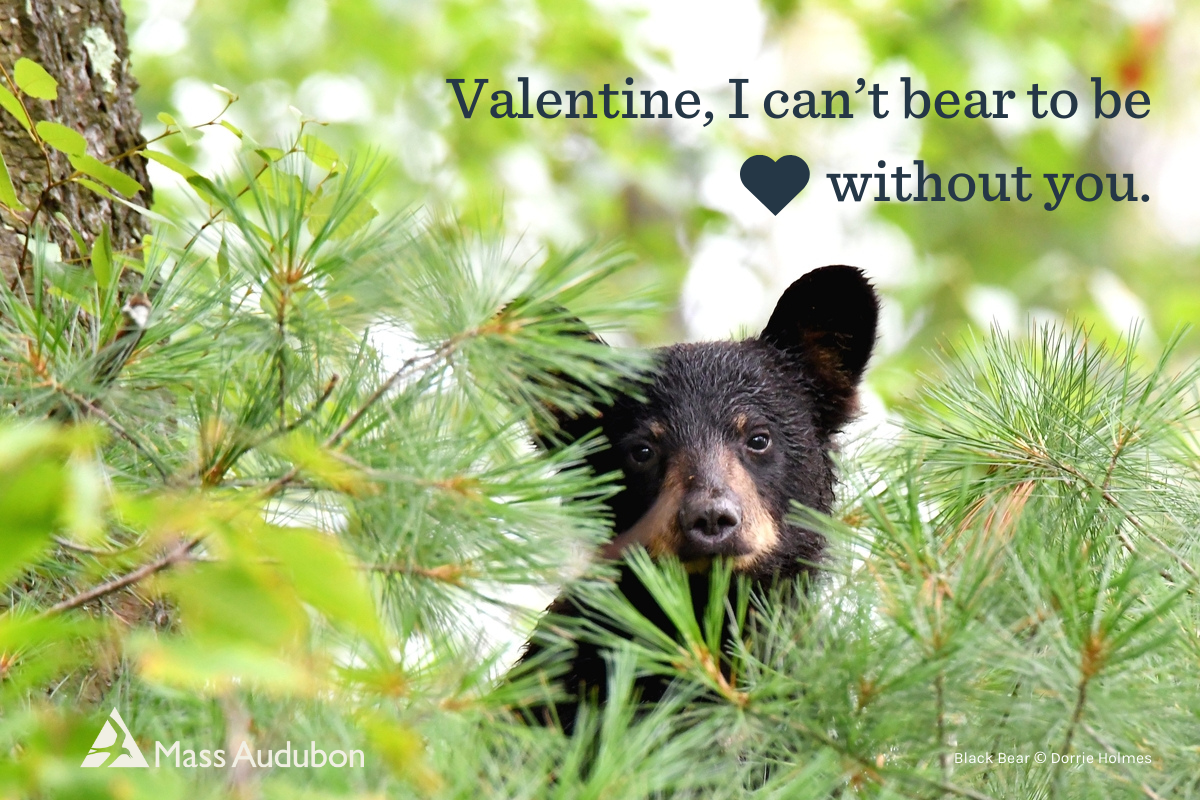 Bear looking out from behind a tree with words Valentine. I can't bear to be without you