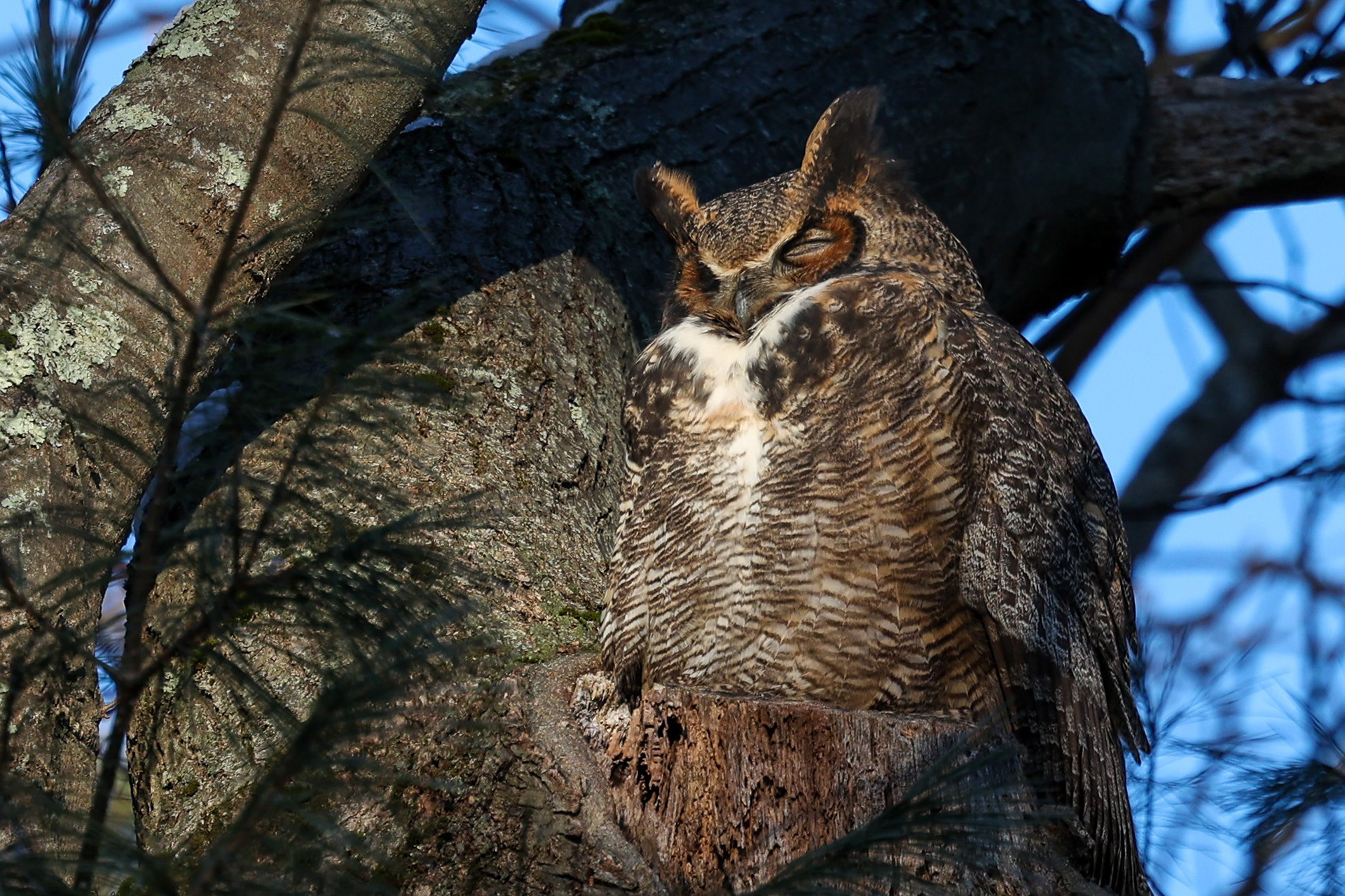 Great Horned Owl resting in a tree
