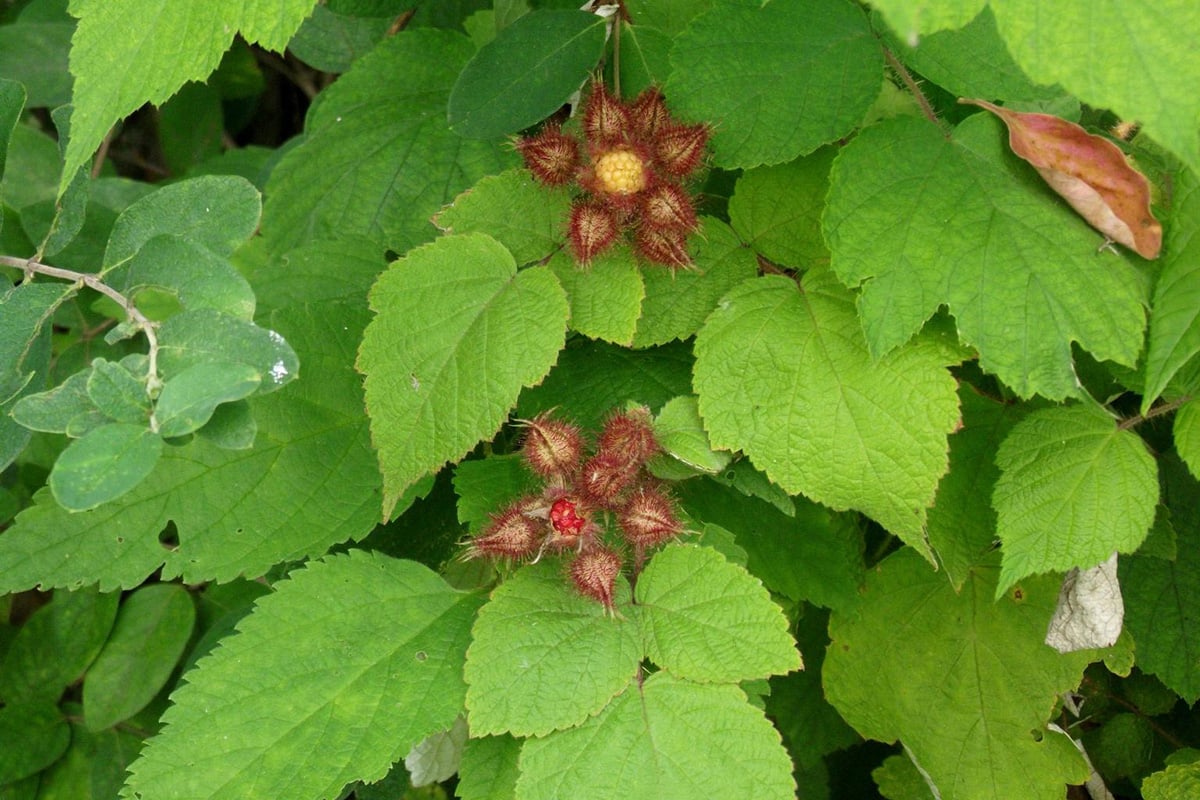 Wineberry leaves and fruit