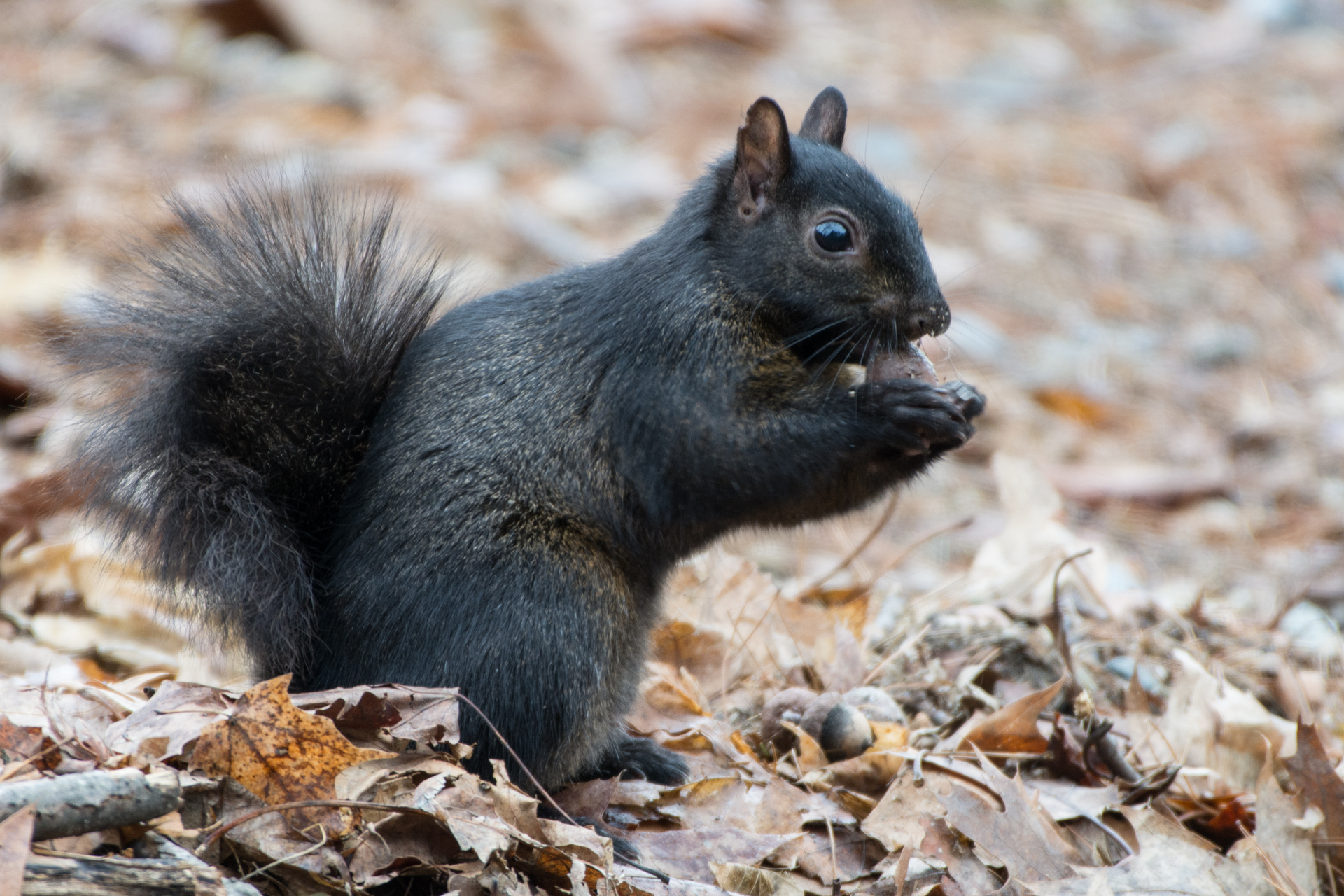 A black squirrel eating an acorn.