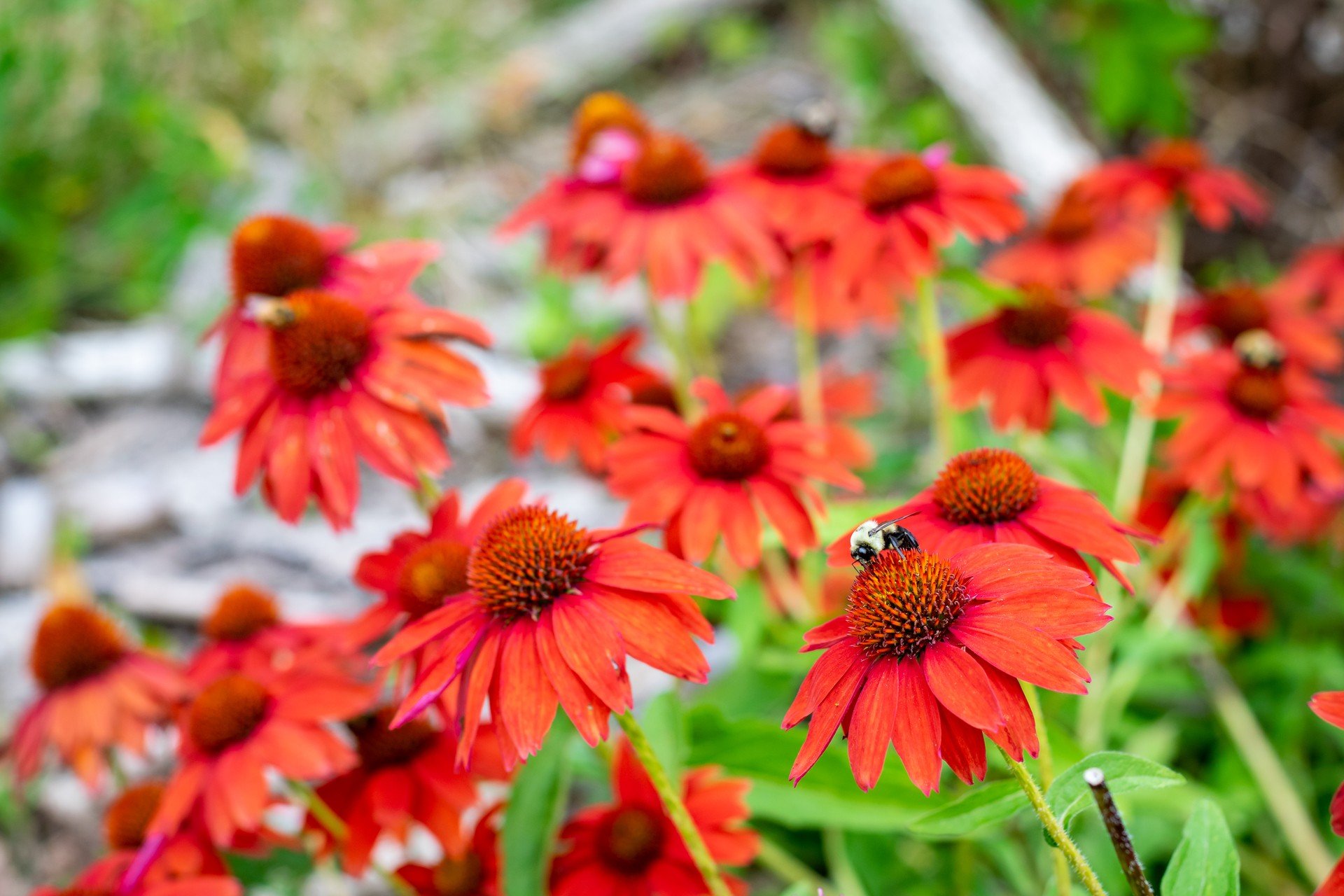 Red flowers with bee