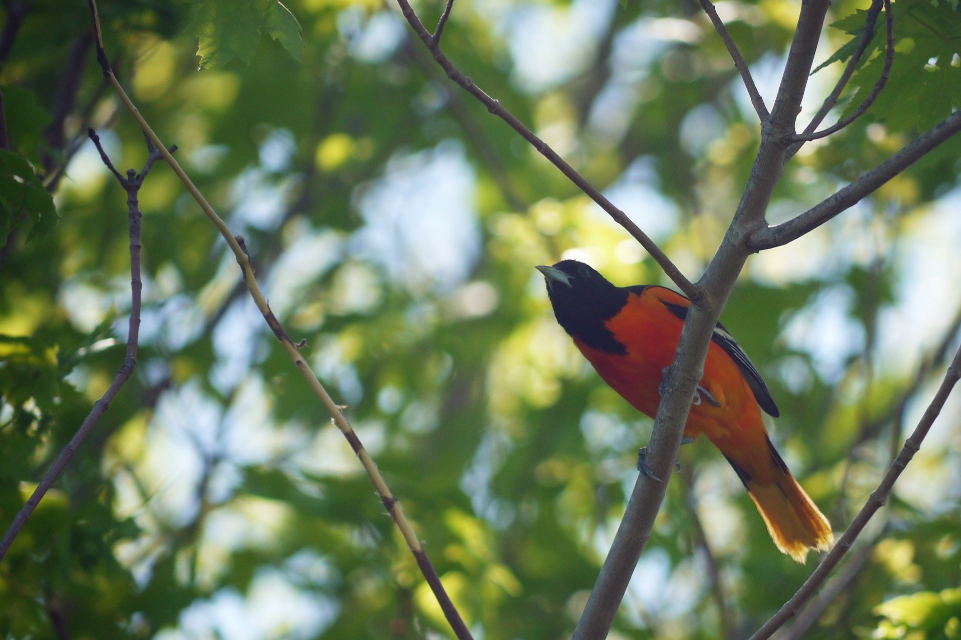 A Baltimore Oriole perches on a tree branch on a sunny day.