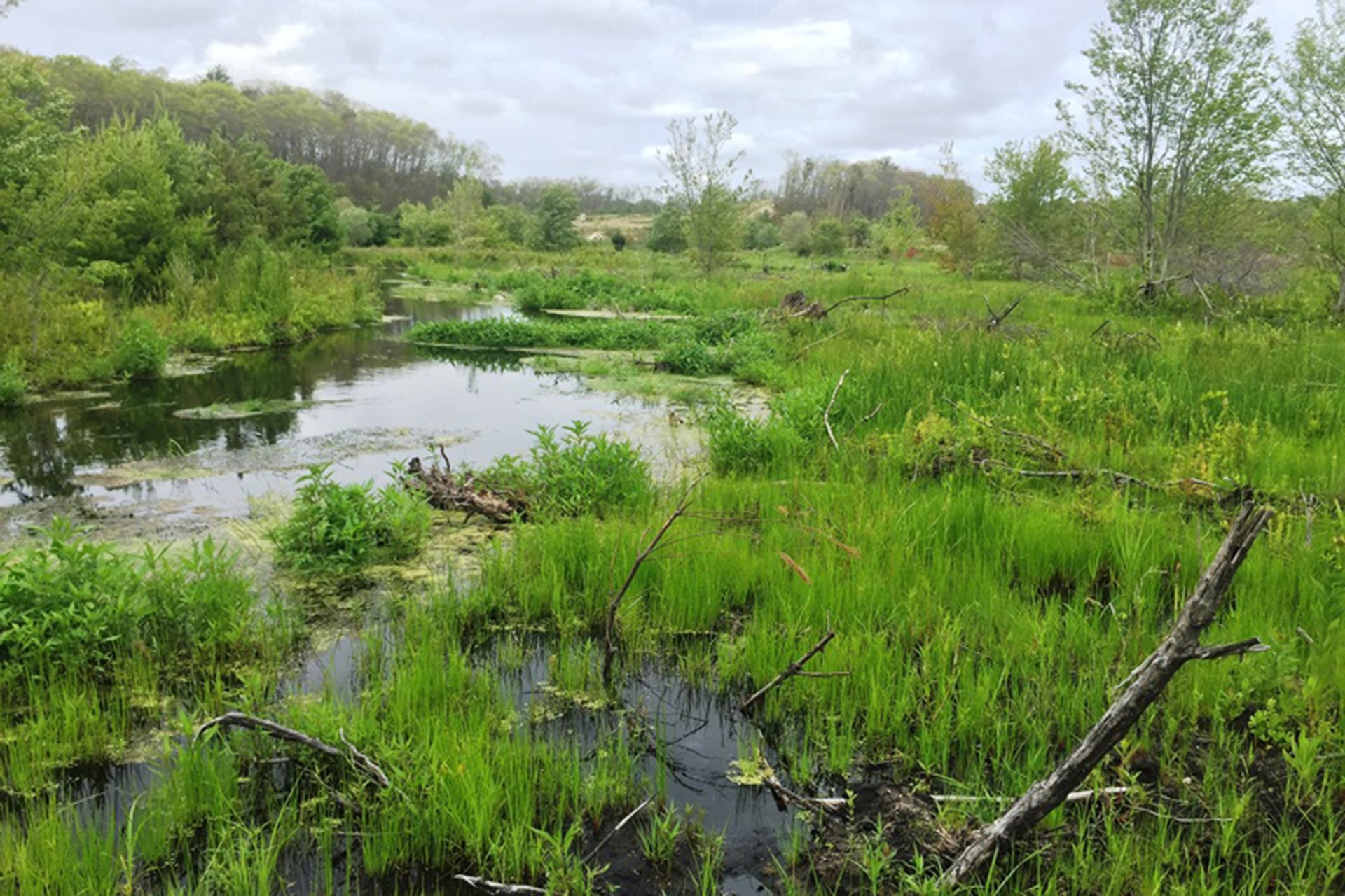New channel & floodplain area restoration planned for Boston Nature Center
