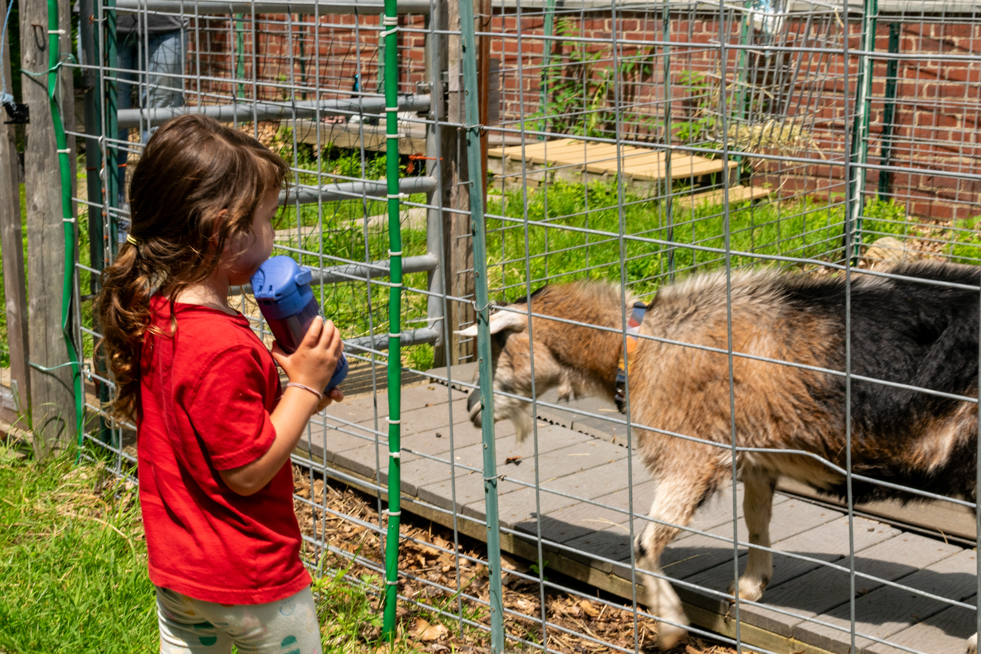A camper at Habitat Nature Camp standing in front of the goat enclosure, holding a water bottle, while a goat rubs against the fence